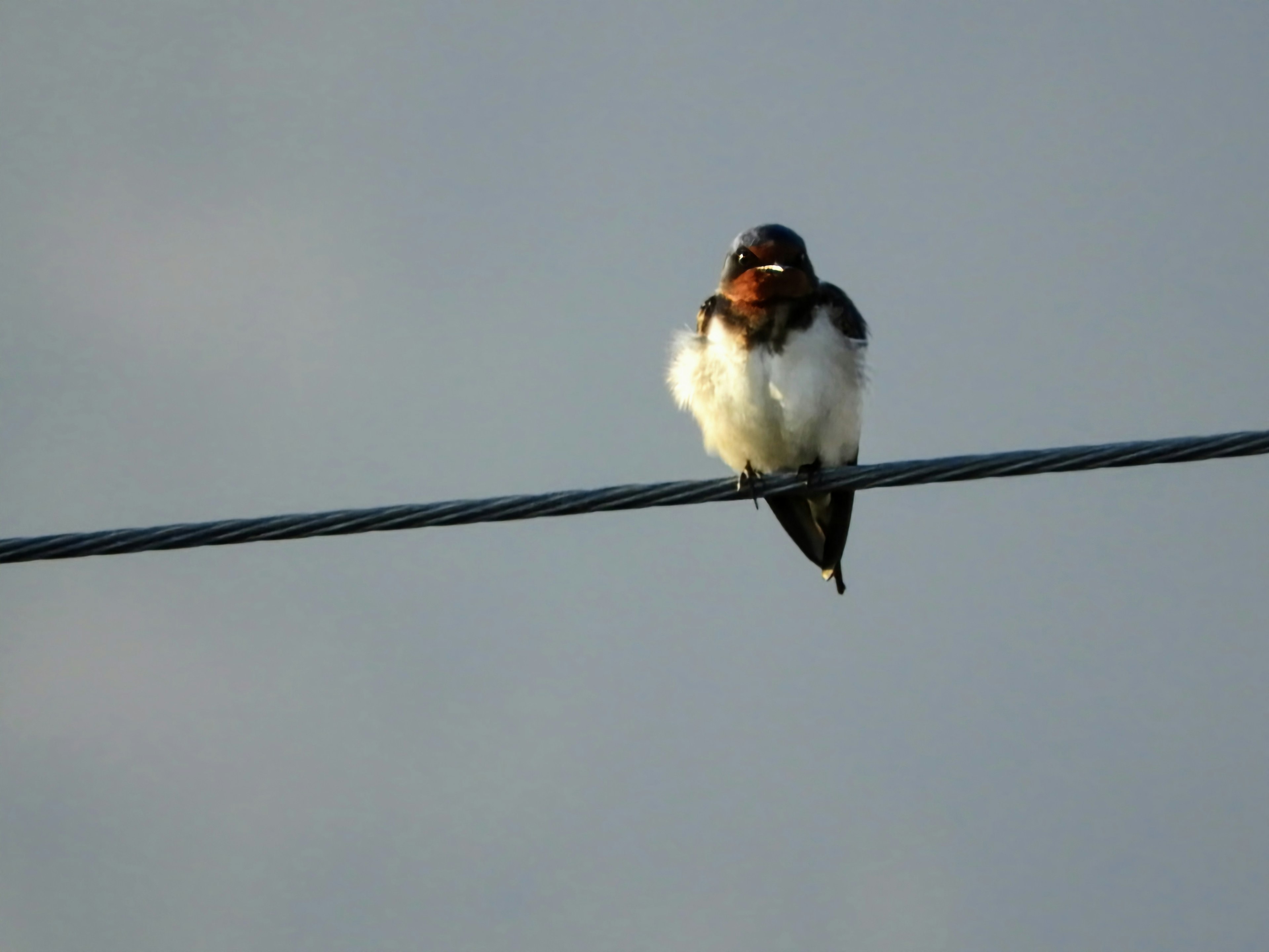 A small bird perched on a wire