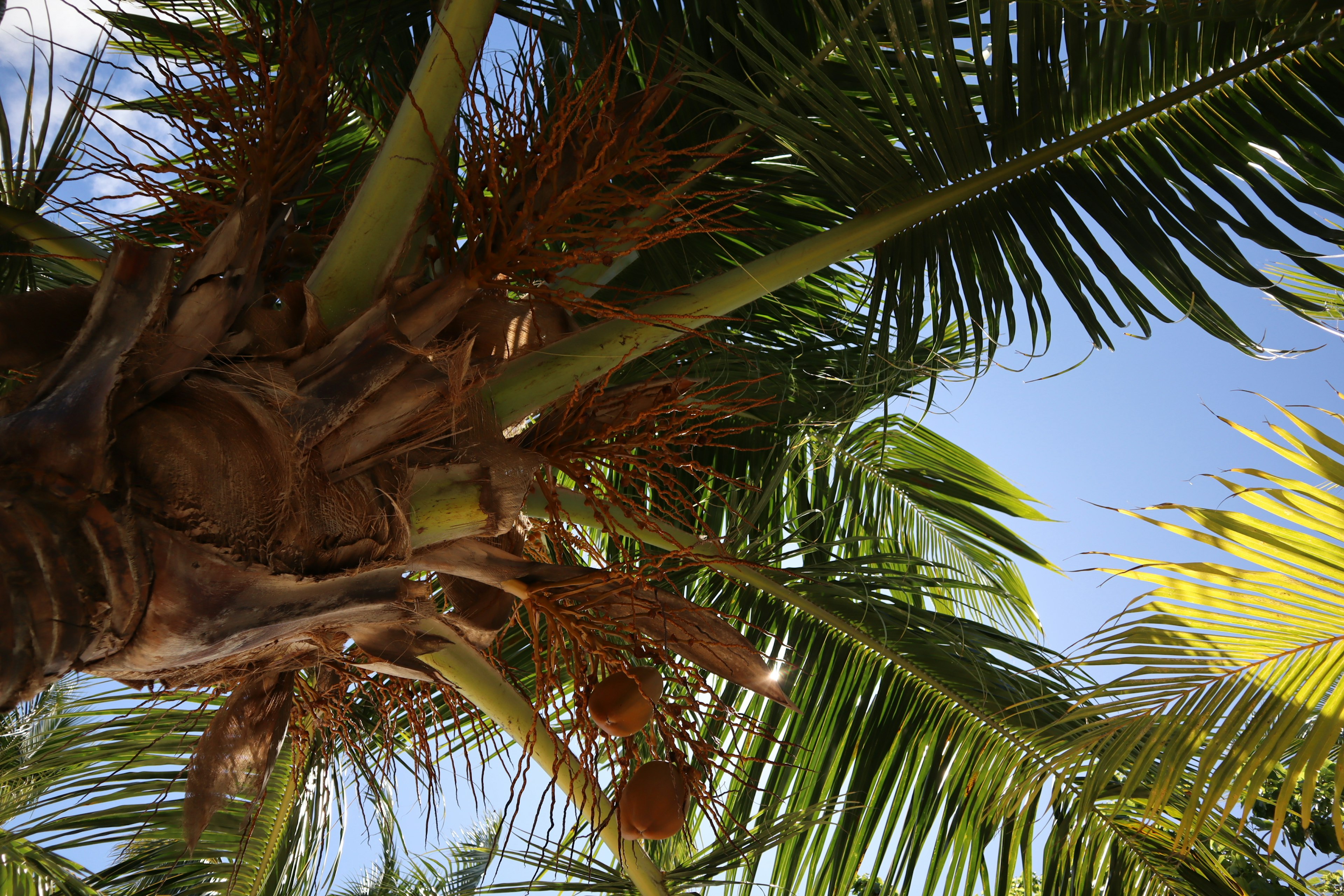 Vista de las hojas y frutos de una palmera bajo un cielo azul