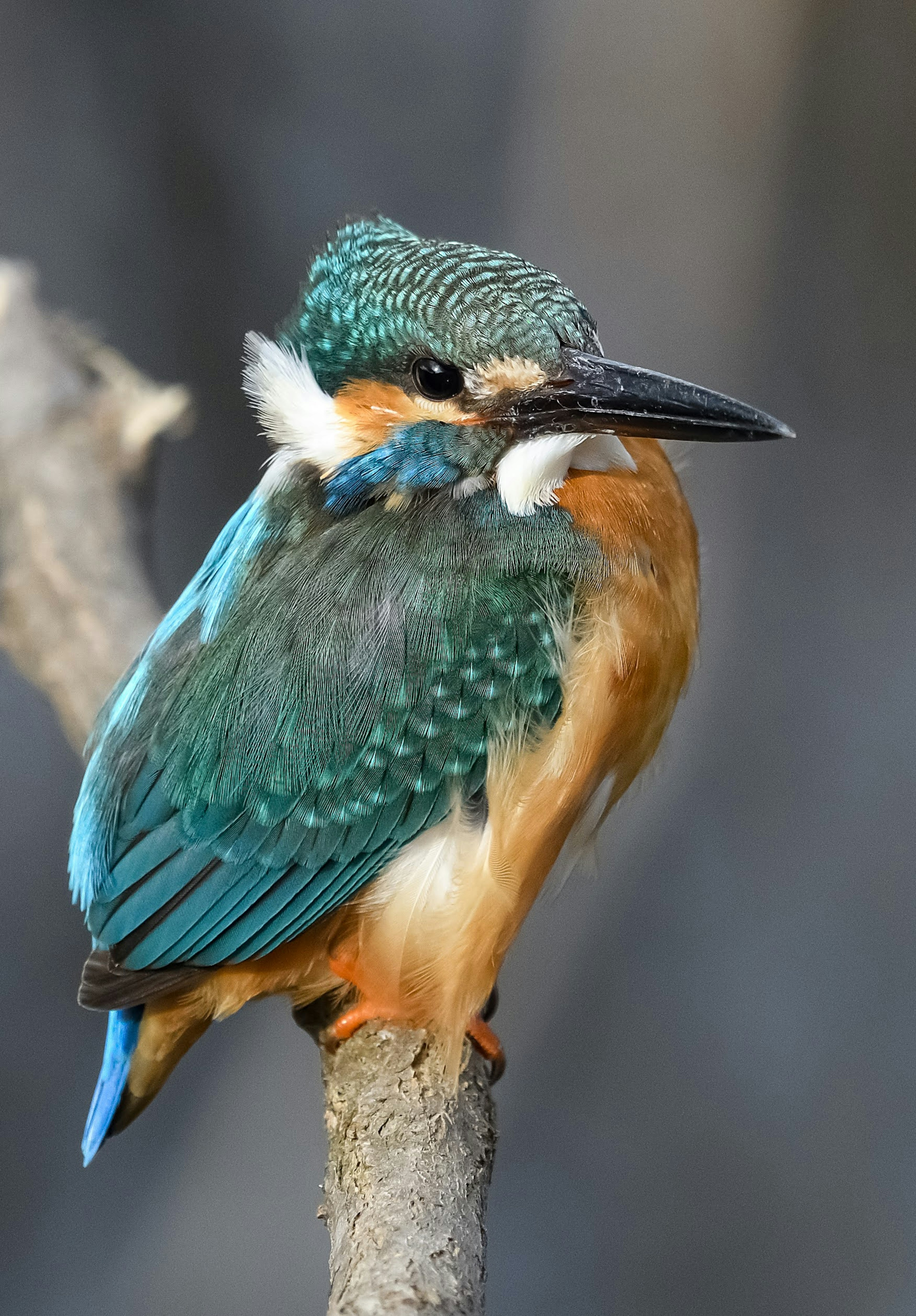 A kingfisher with blue feathers perched on a branch