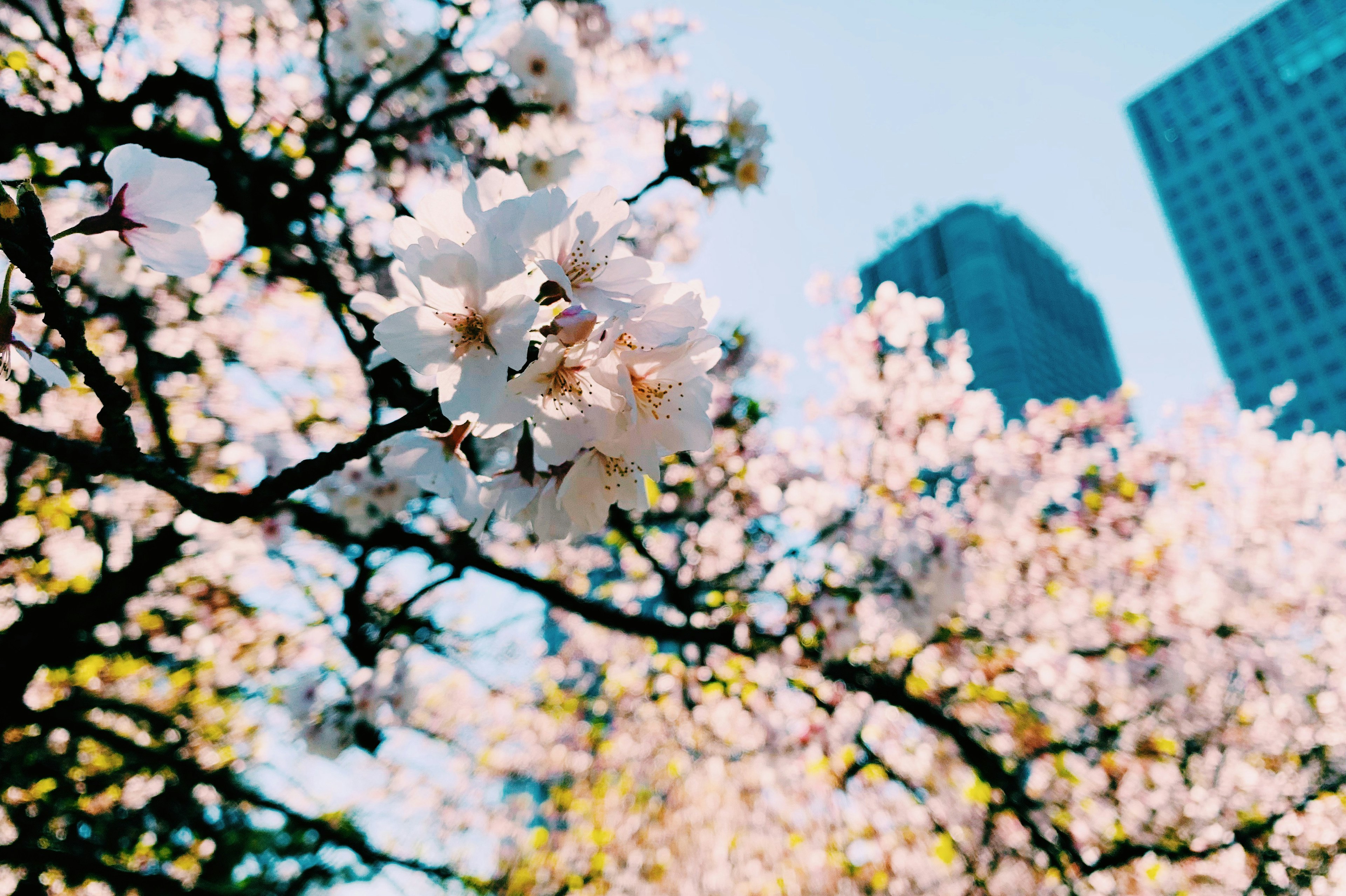 桜の花が咲いている木と背後のビルの風景