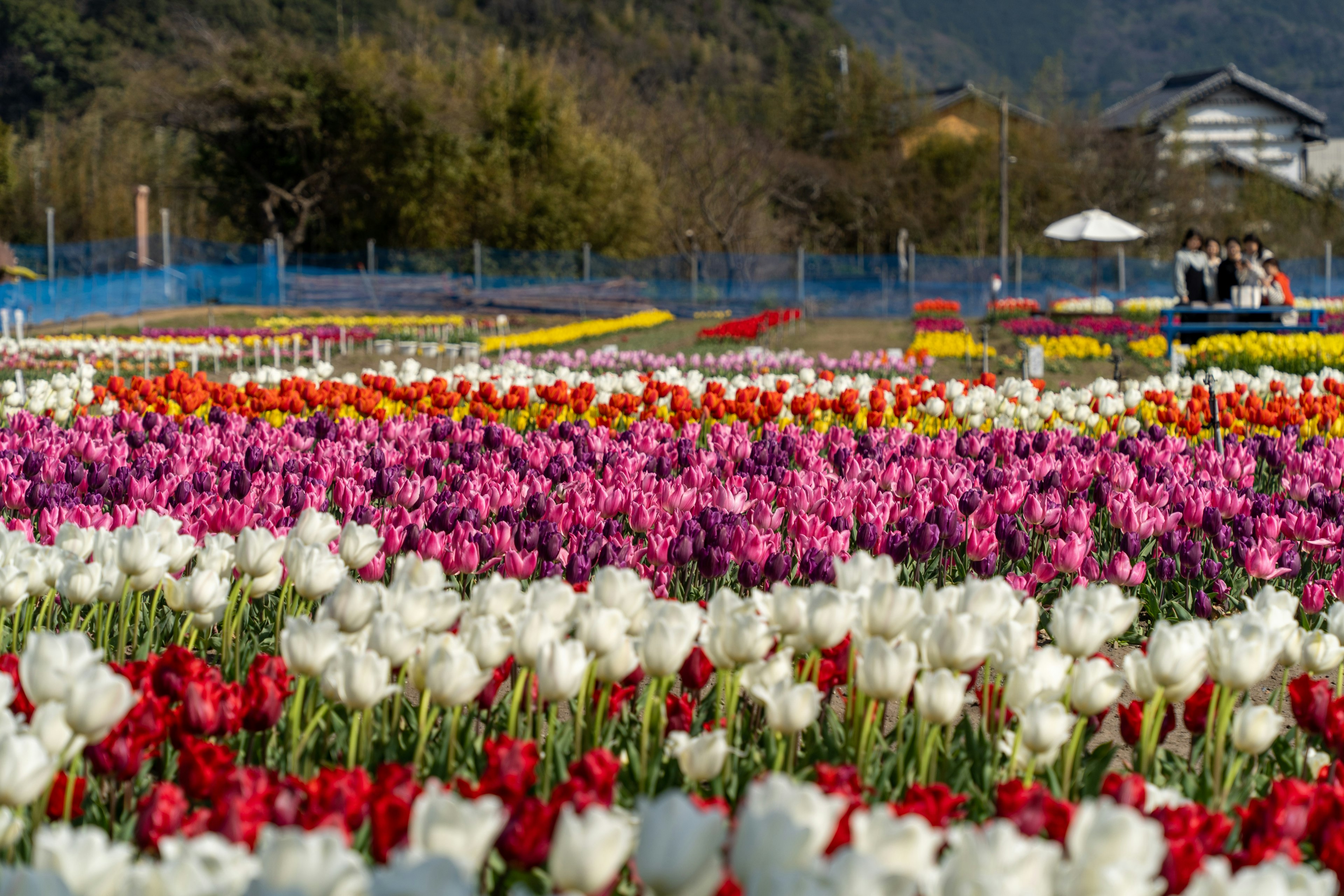 Campo di tulipani vibrante con righe di fiori colorati