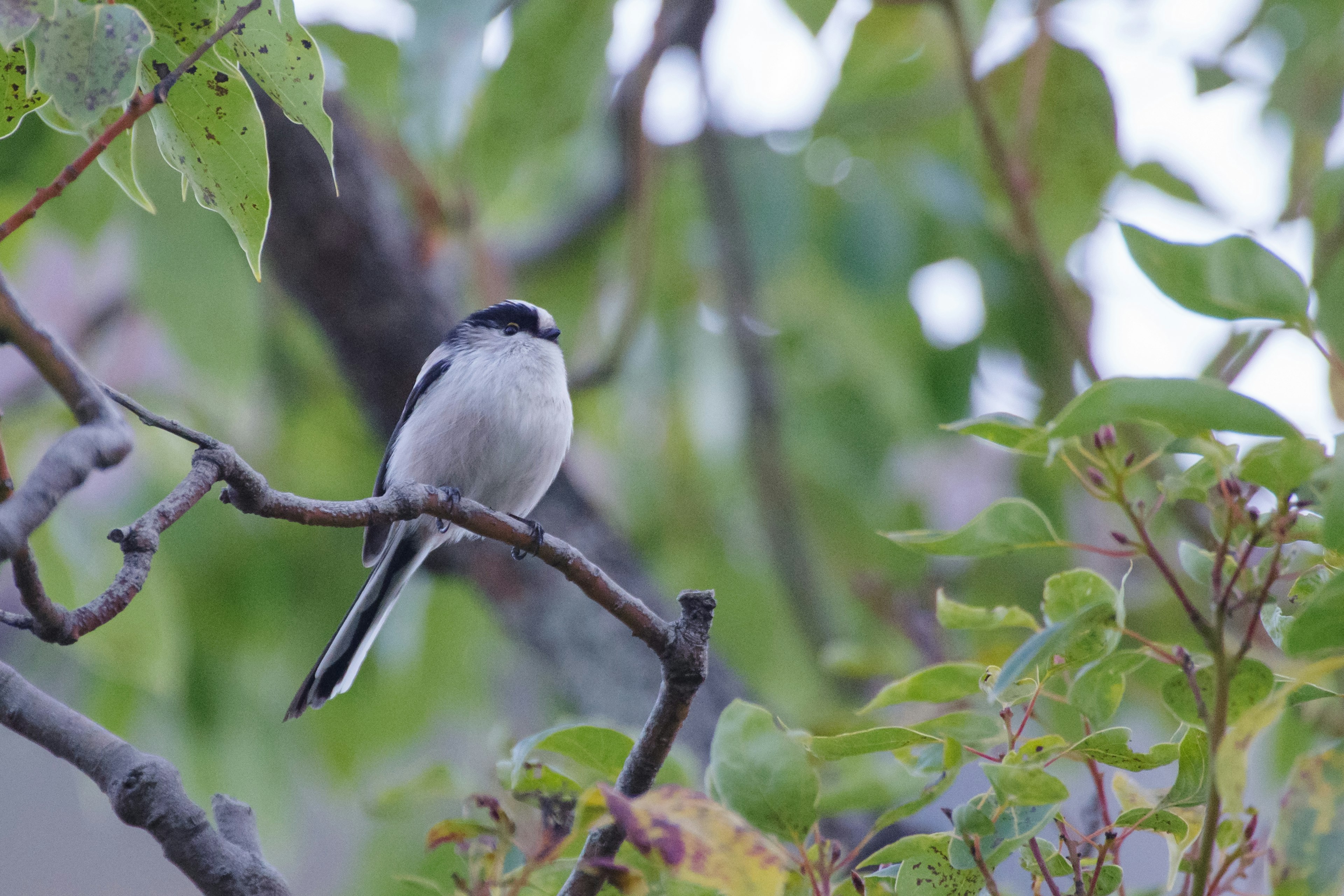 A small bird perched on a branch surrounded by colorful leaves