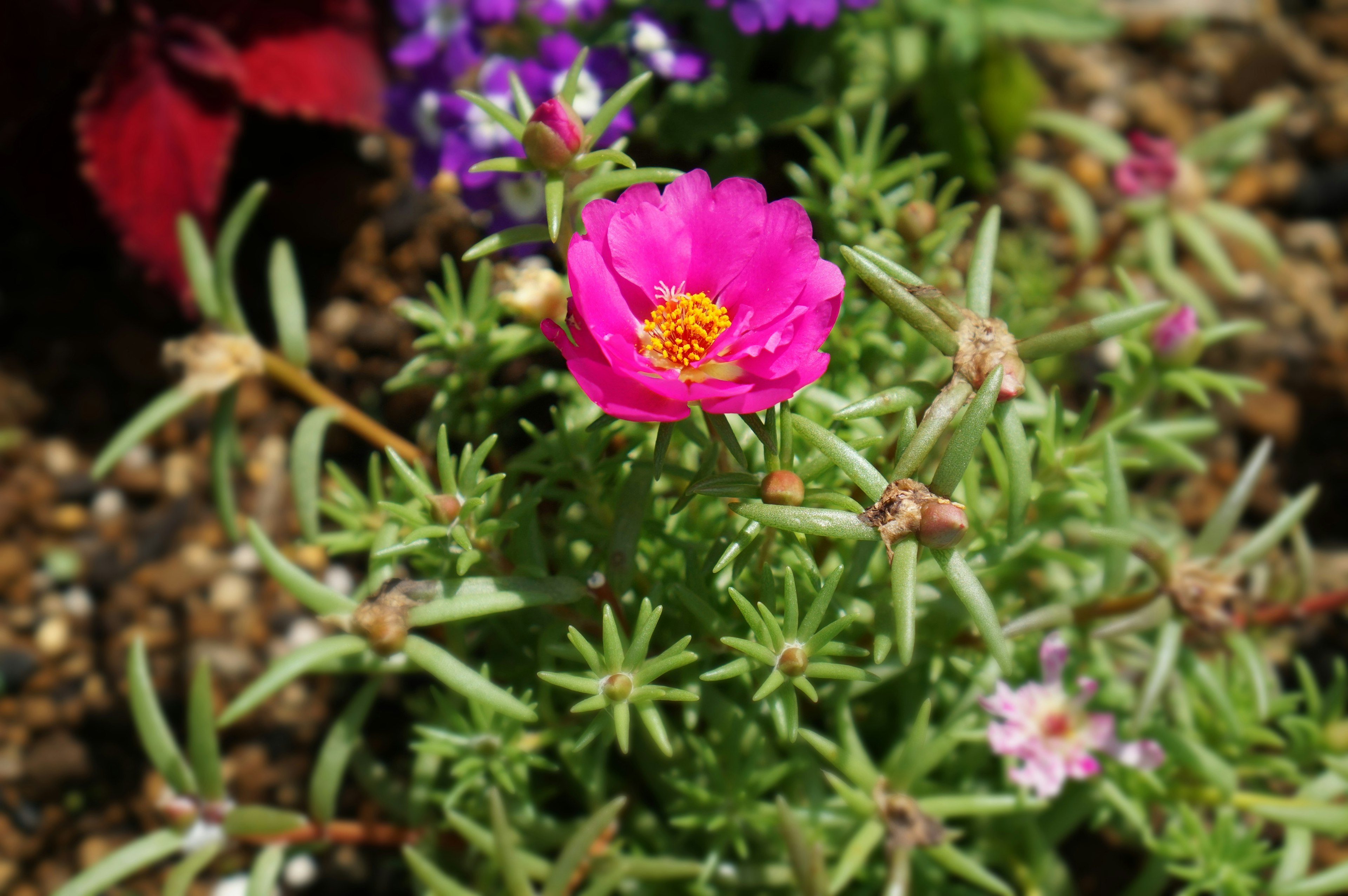 Nahaufnahme einer Pflanze mit rosa Blumen und grünen Blättern