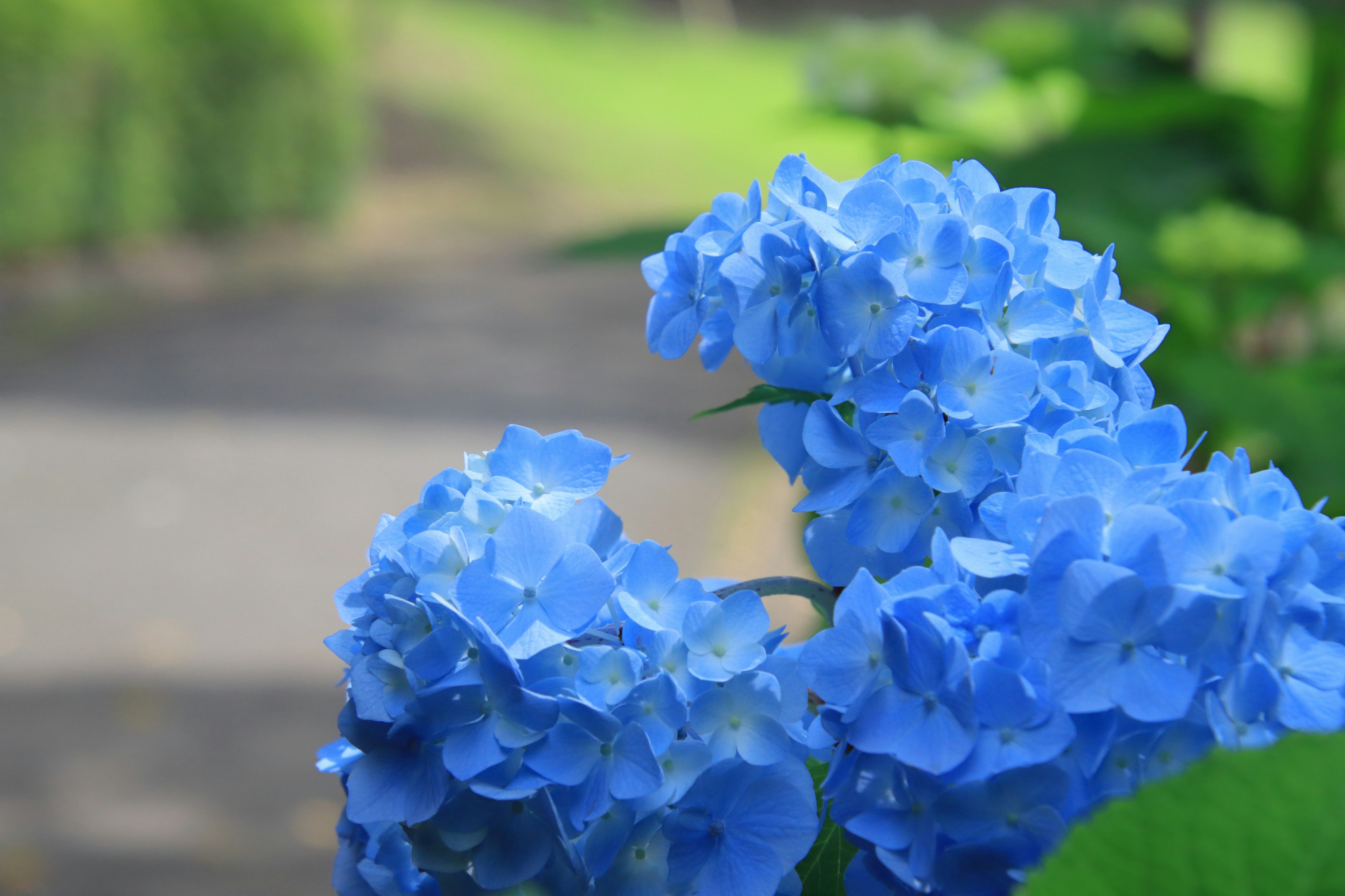 Fleurs d'hortensia bleues avec un fond vert