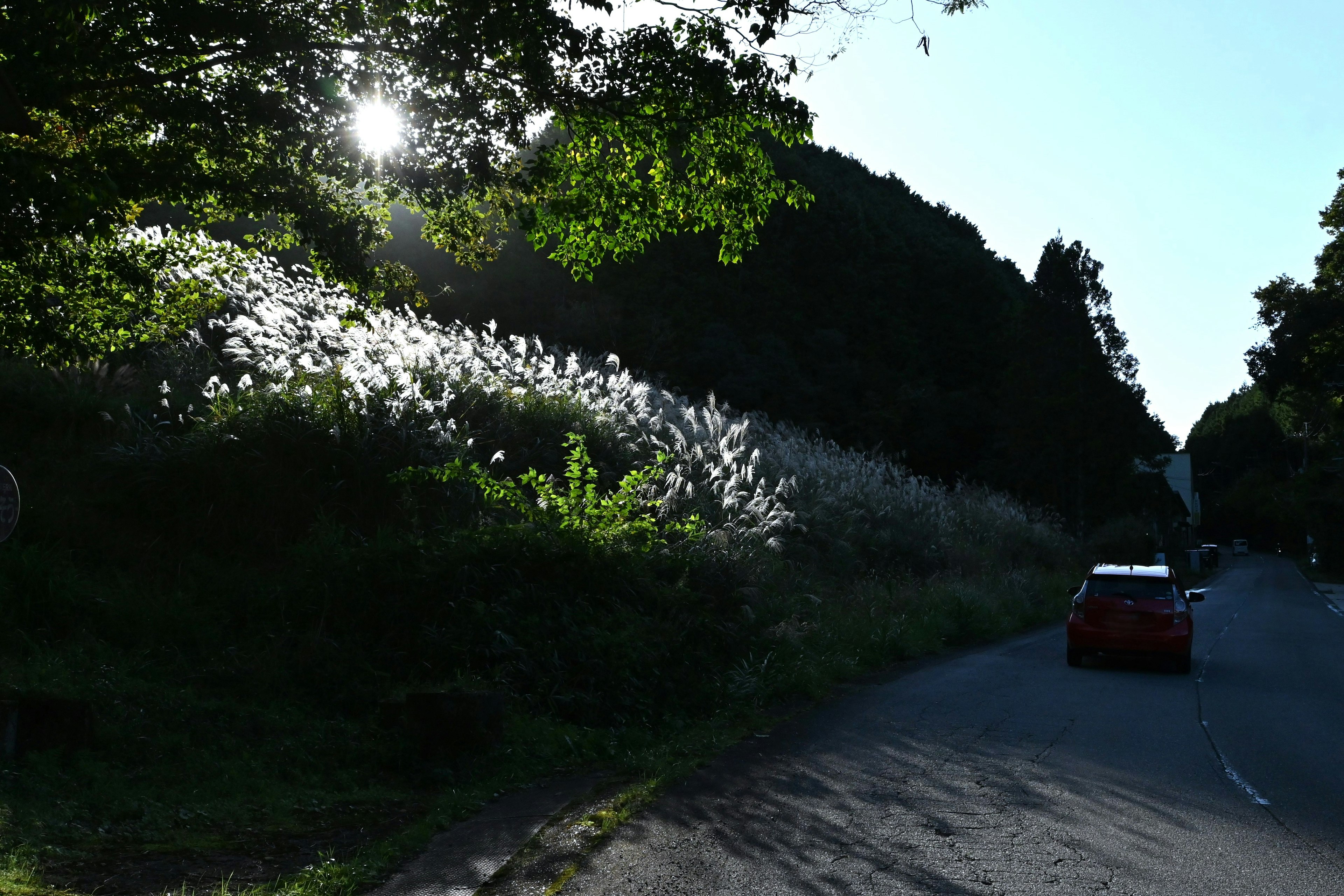 Malersiche Straße umgeben von grünen Bäumen mit Sonnenlicht, das hindurchscheint