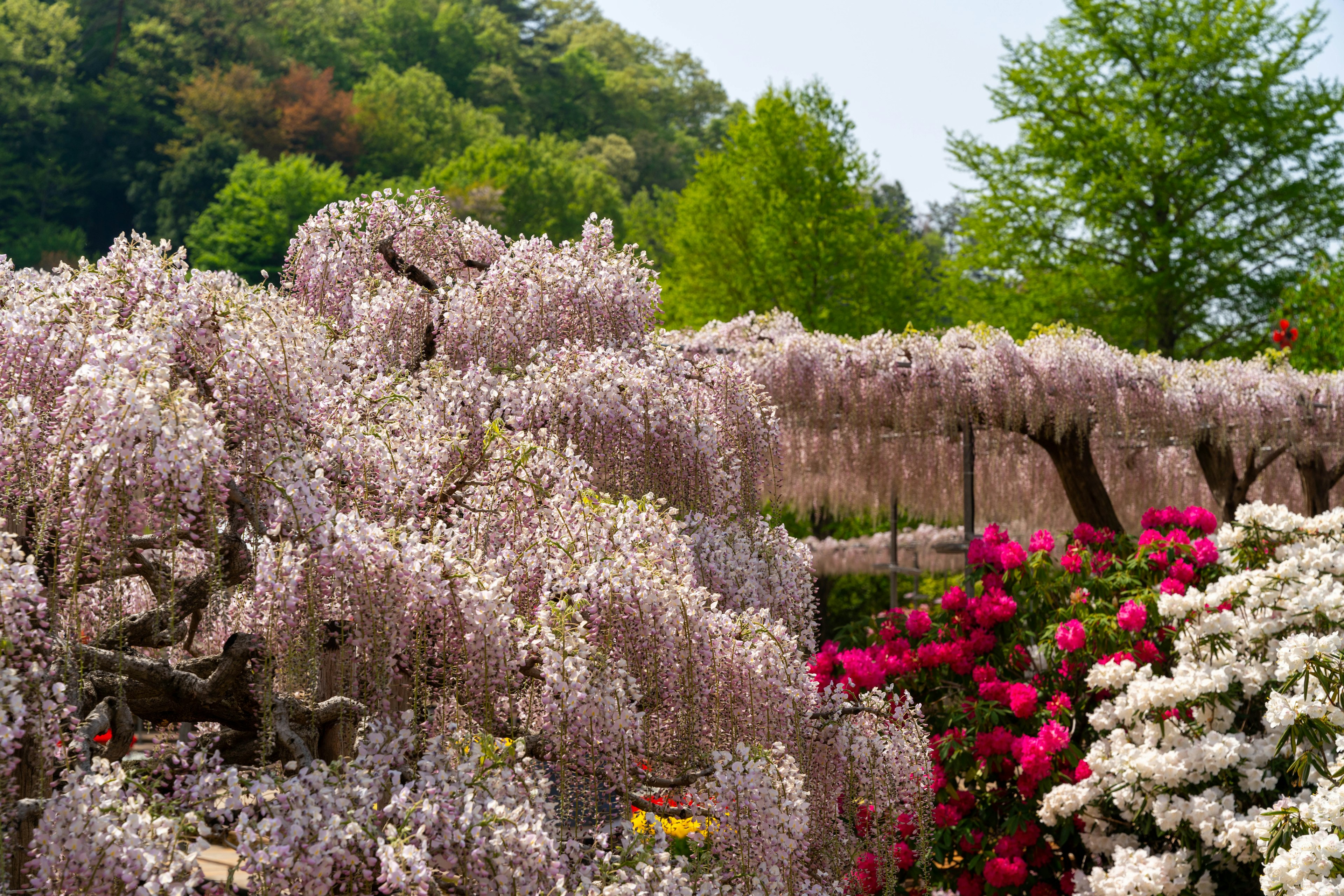 一個充滿活力的花園場景，有盛開的紫藤和色彩繽紛的杜鵑花