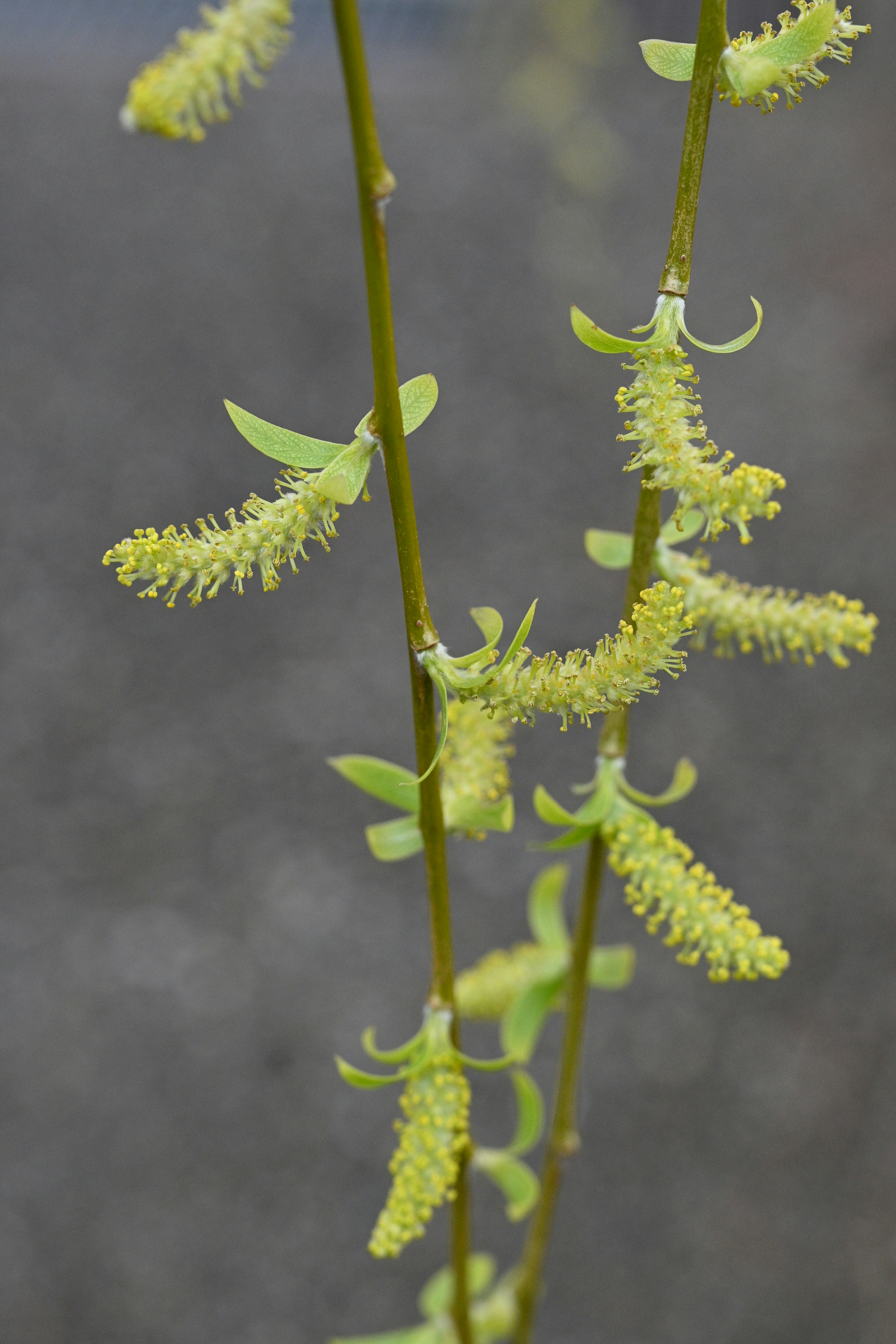 Petits bouquets de fleurs vertes sur des tiges minces