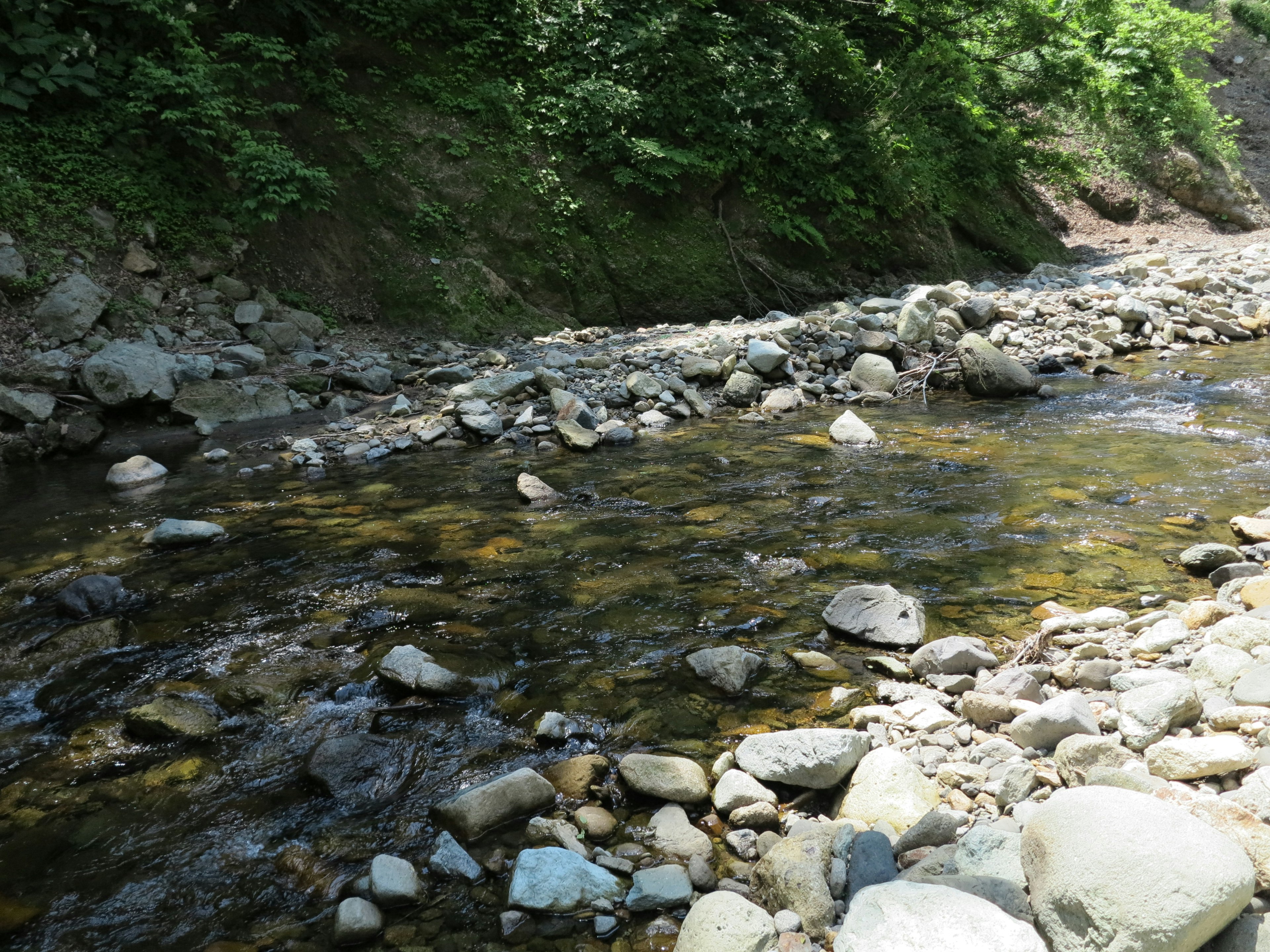 Pemandangan indah dari dasar sungai dengan batu dan air jernih dikelilingi oleh pepohonan yang rimbun