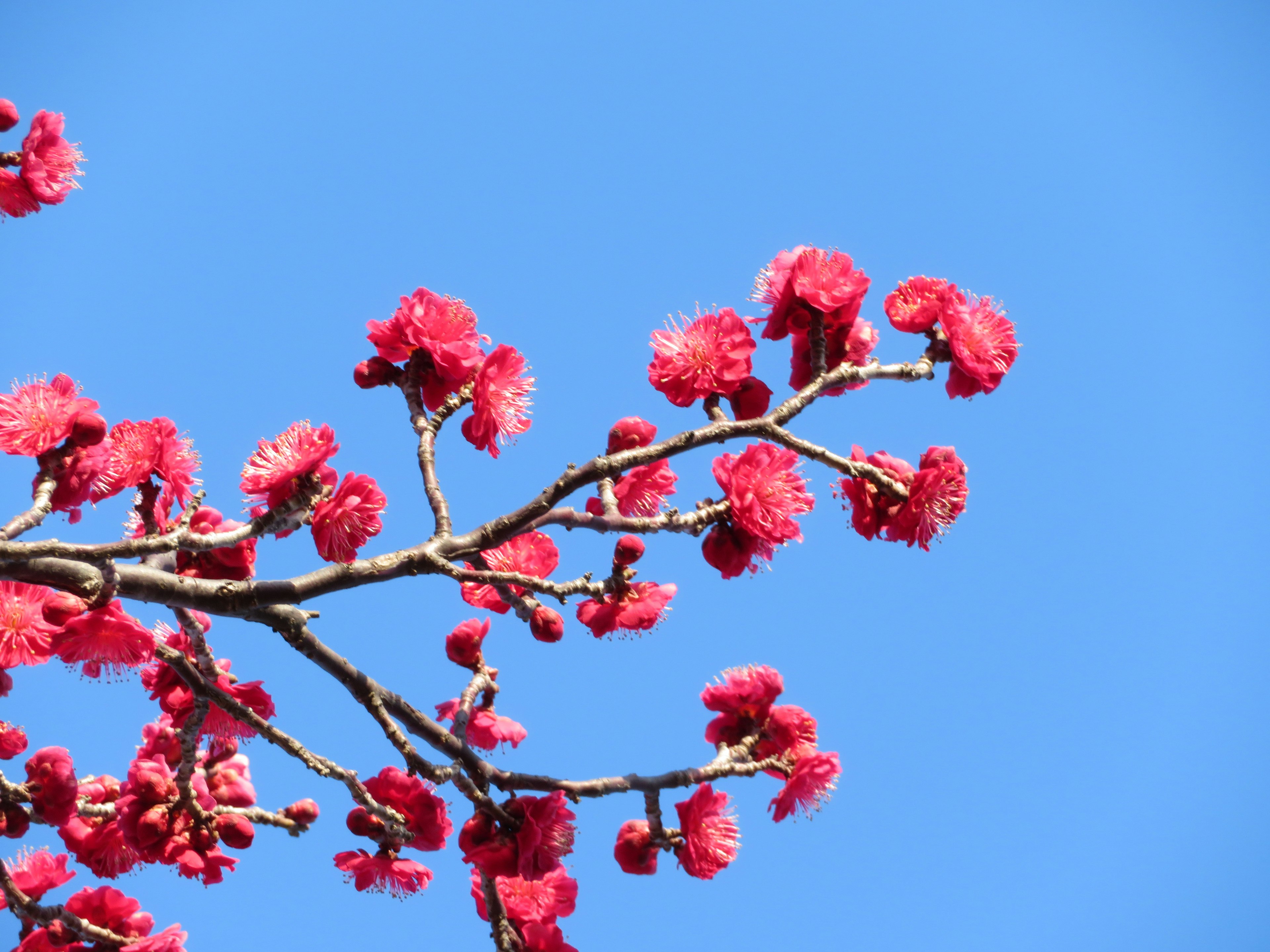 Branch with vibrant red flowers against a clear blue sky