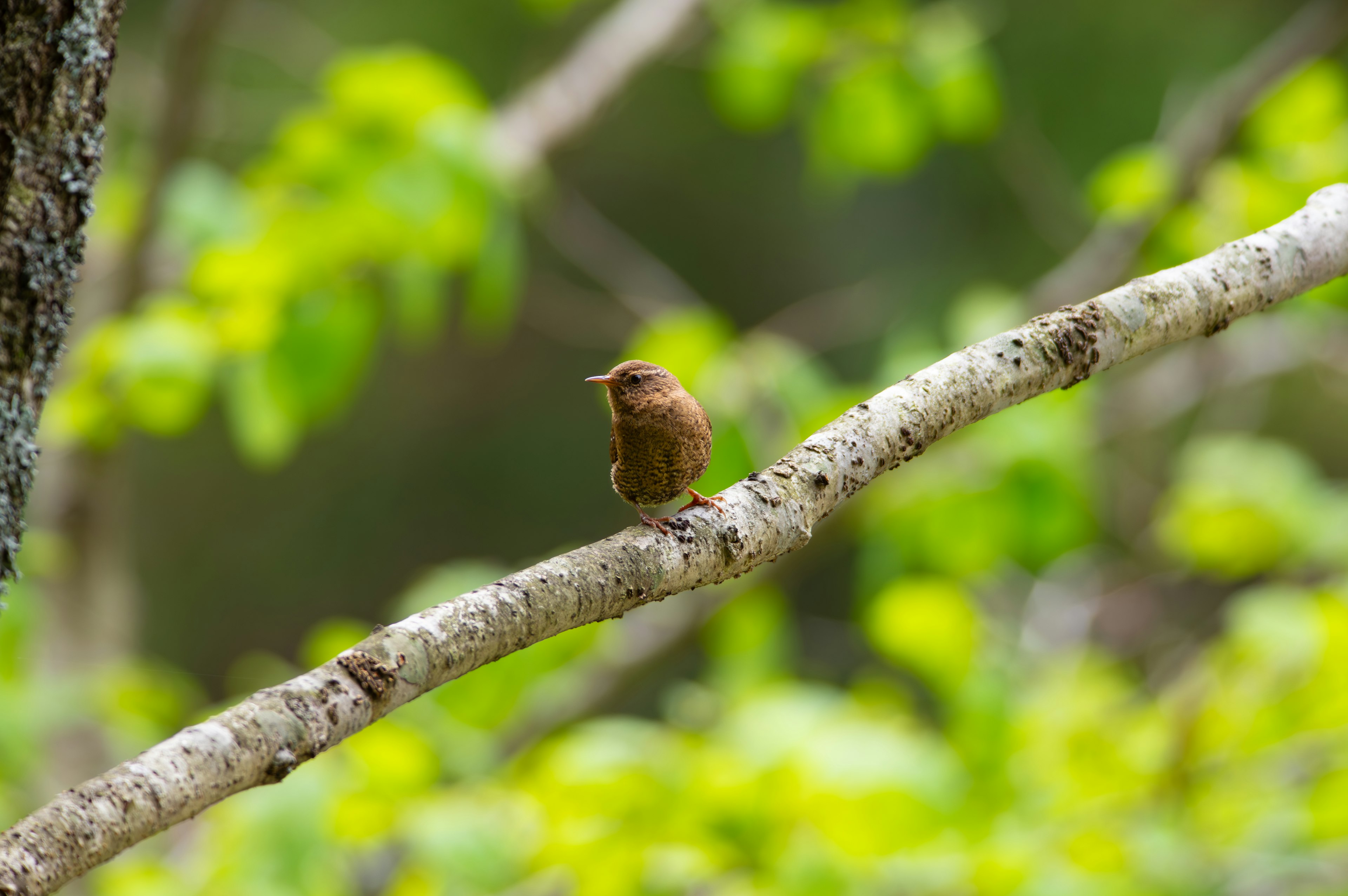 A small brown bird perched on a branch with green leaves in the background