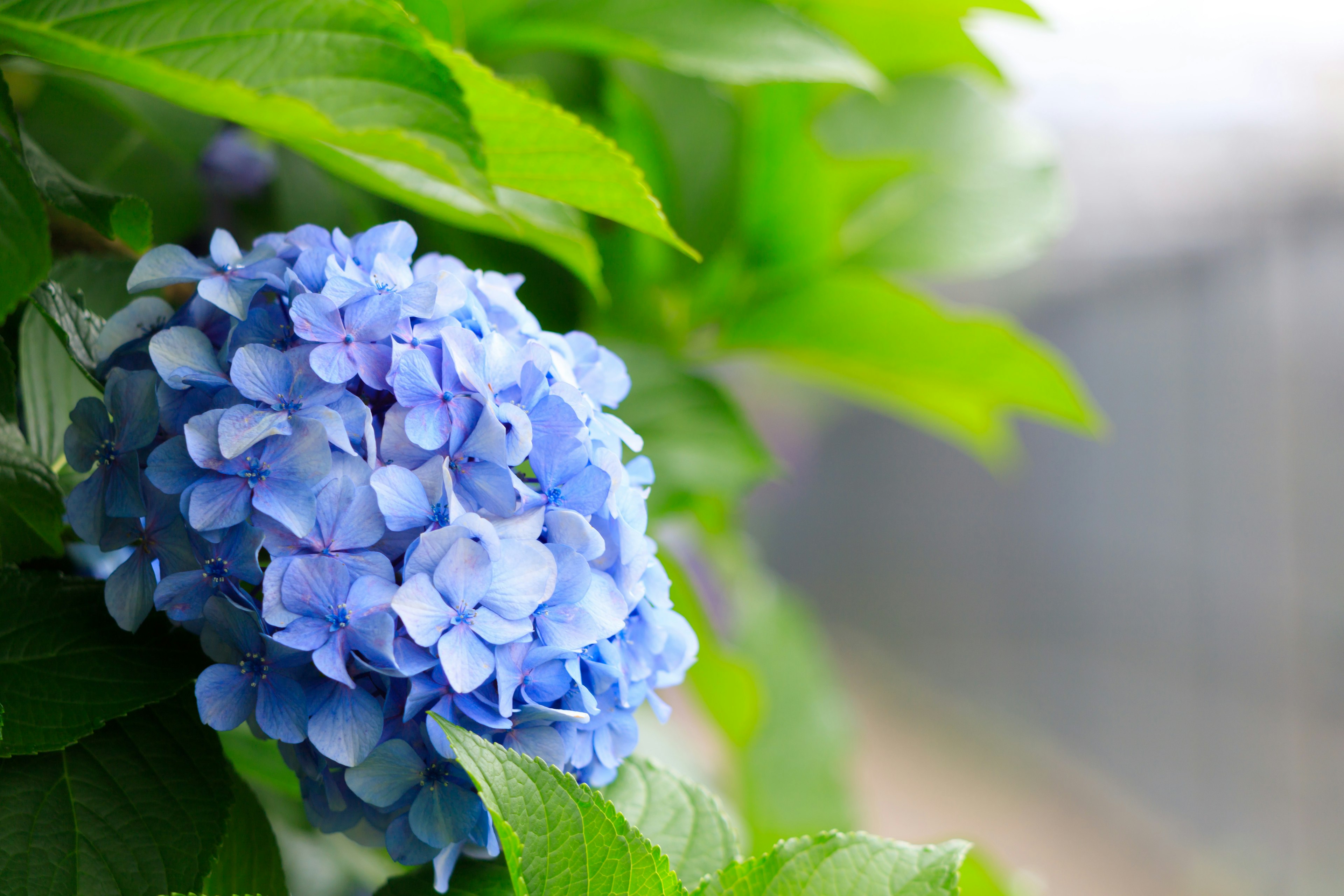 Blaue Hortensienblüte zwischen grünen Blättern