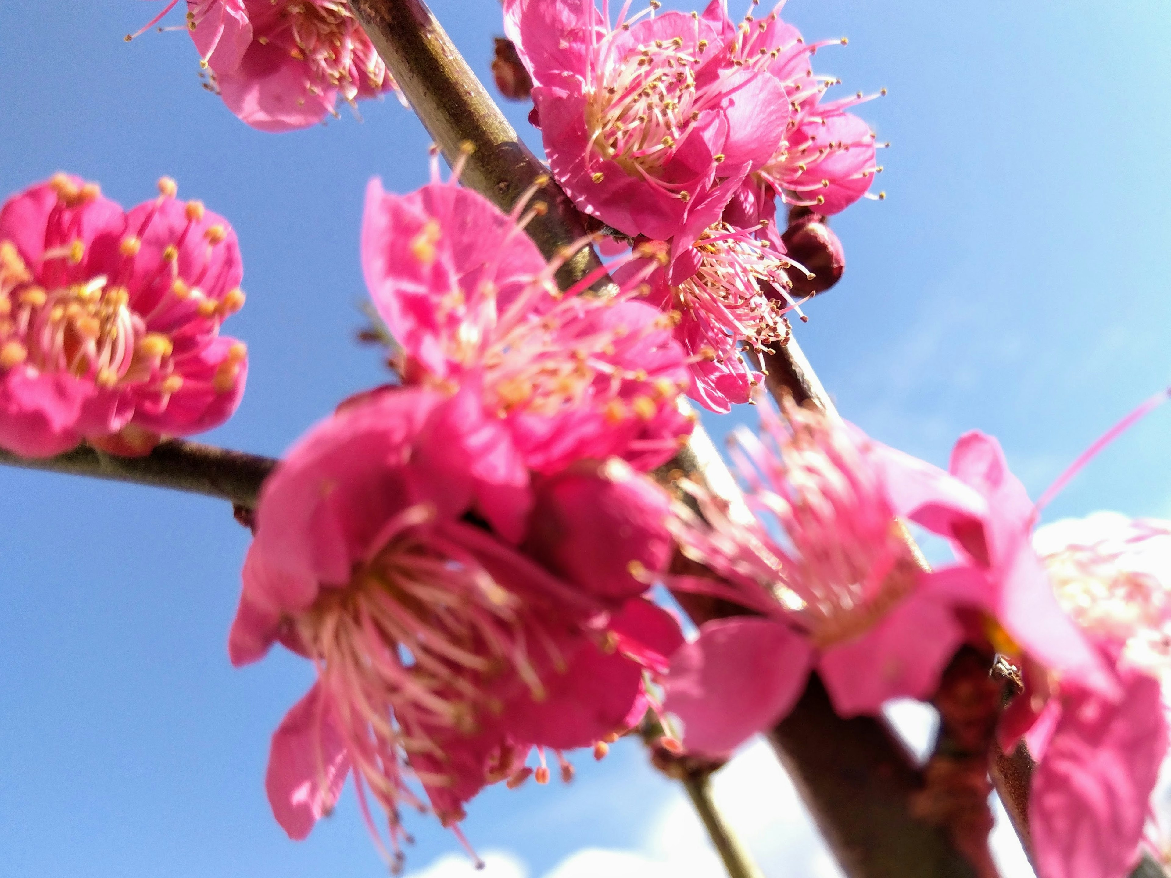 Vibrant pink flowers blooming under a blue sky