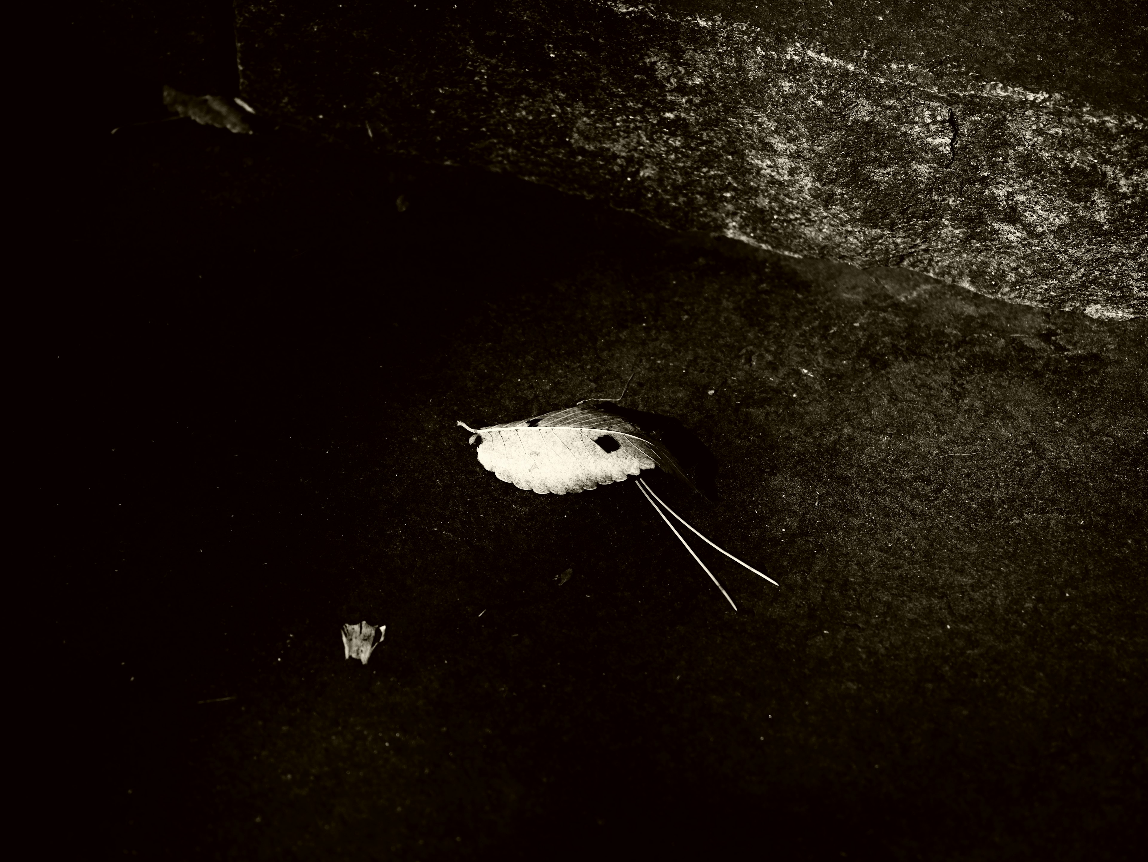 A small creature lies on a dark surface with a contrasting white body