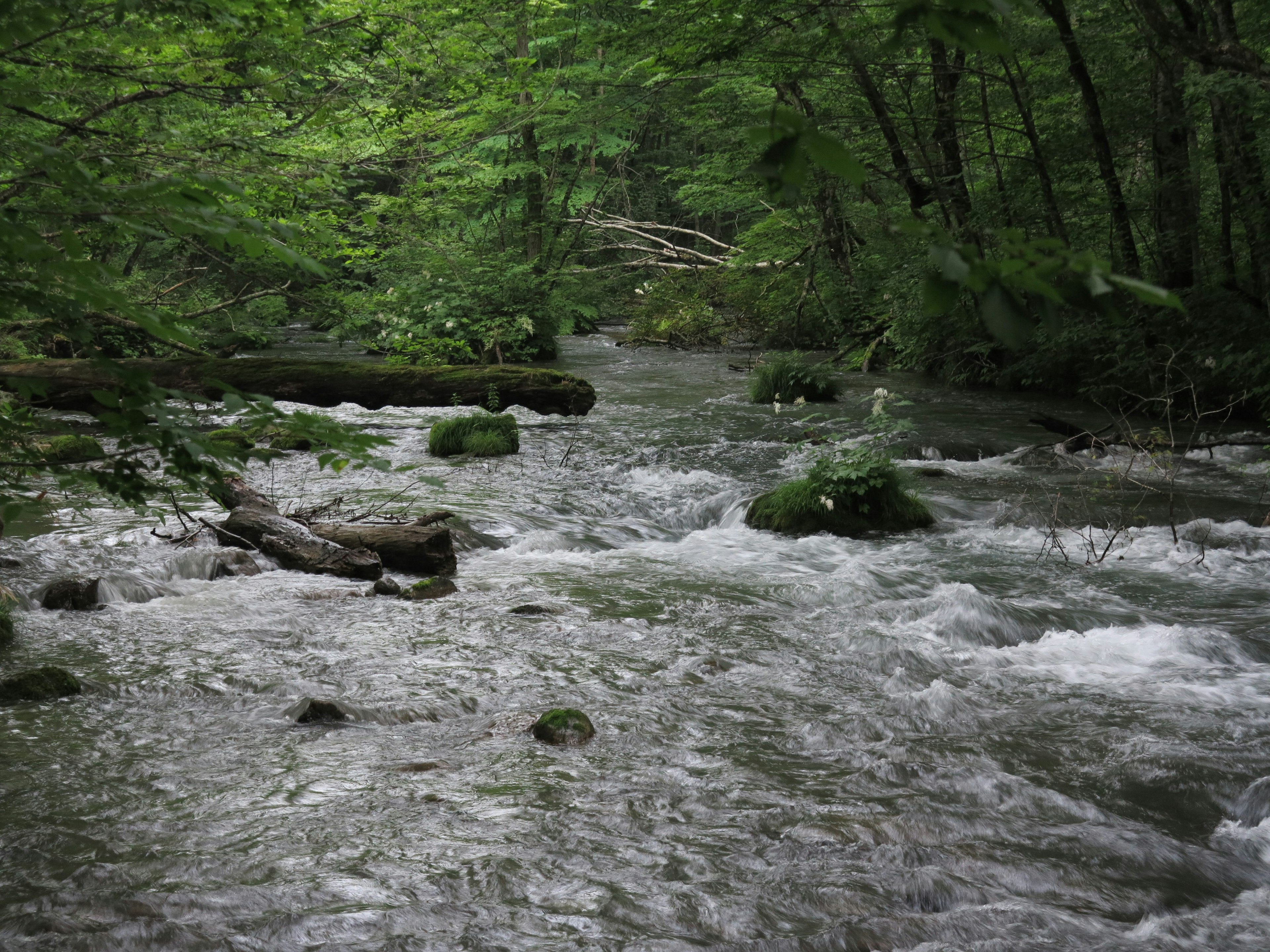 Immagine di un ruscello limpido che scorre attraverso una foresta lussureggiante