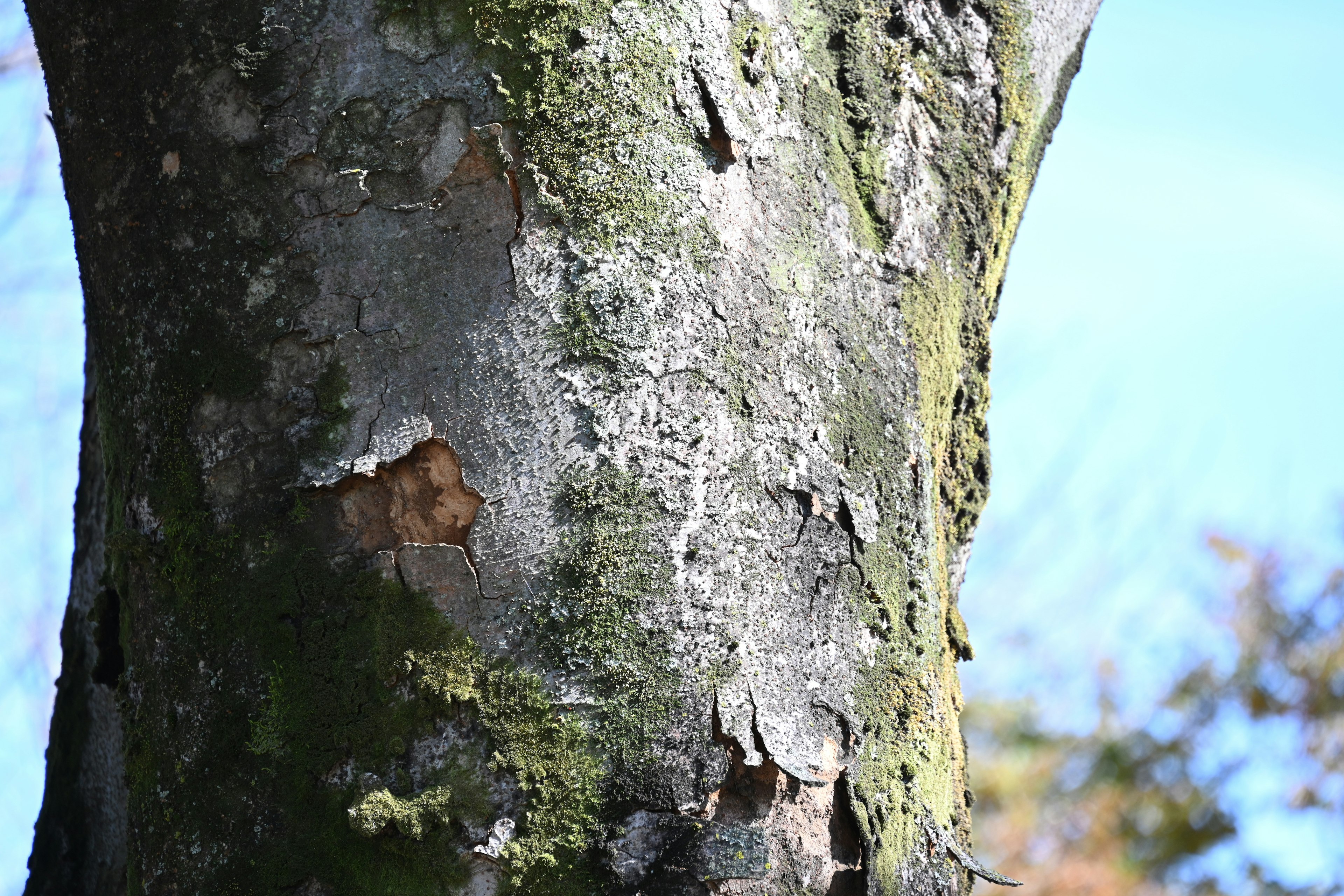 Primo piano di un tronco d'albero che mostra la texture della muschio e della corteccia