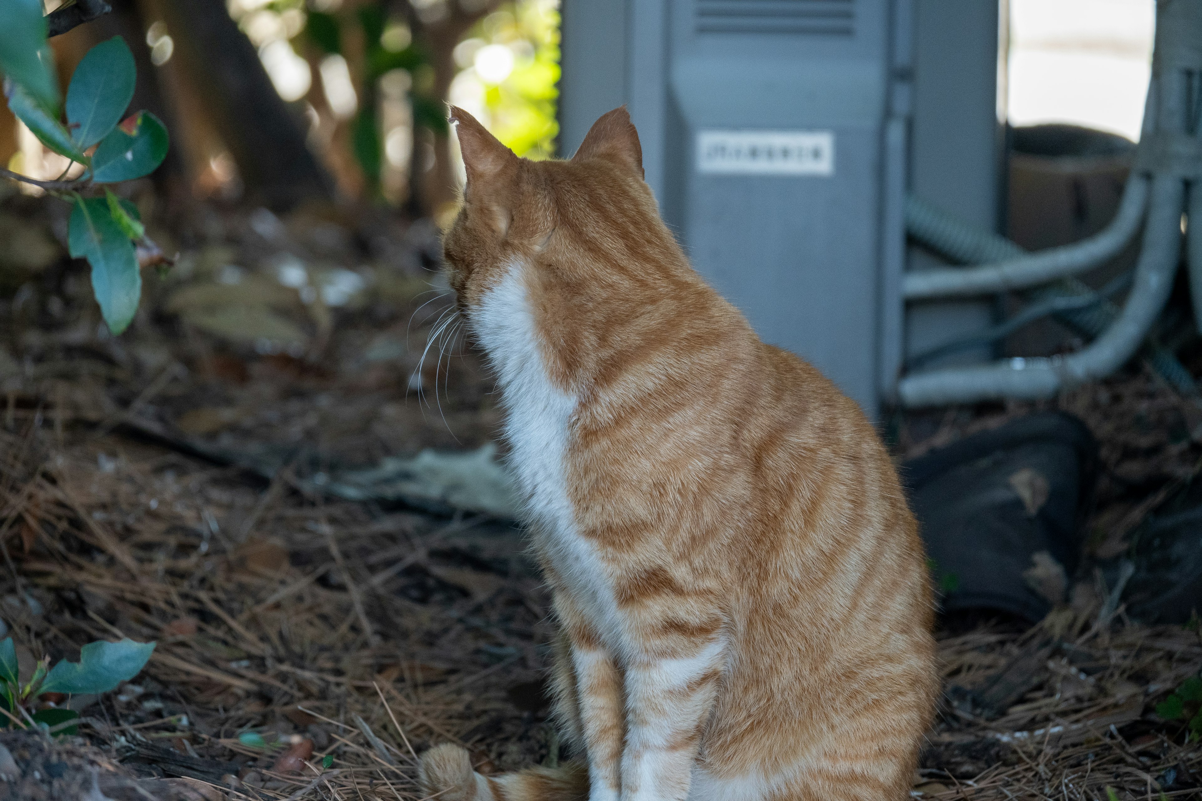 Gato atigrado naranja y blanco sentado cerca de una caja eléctrica