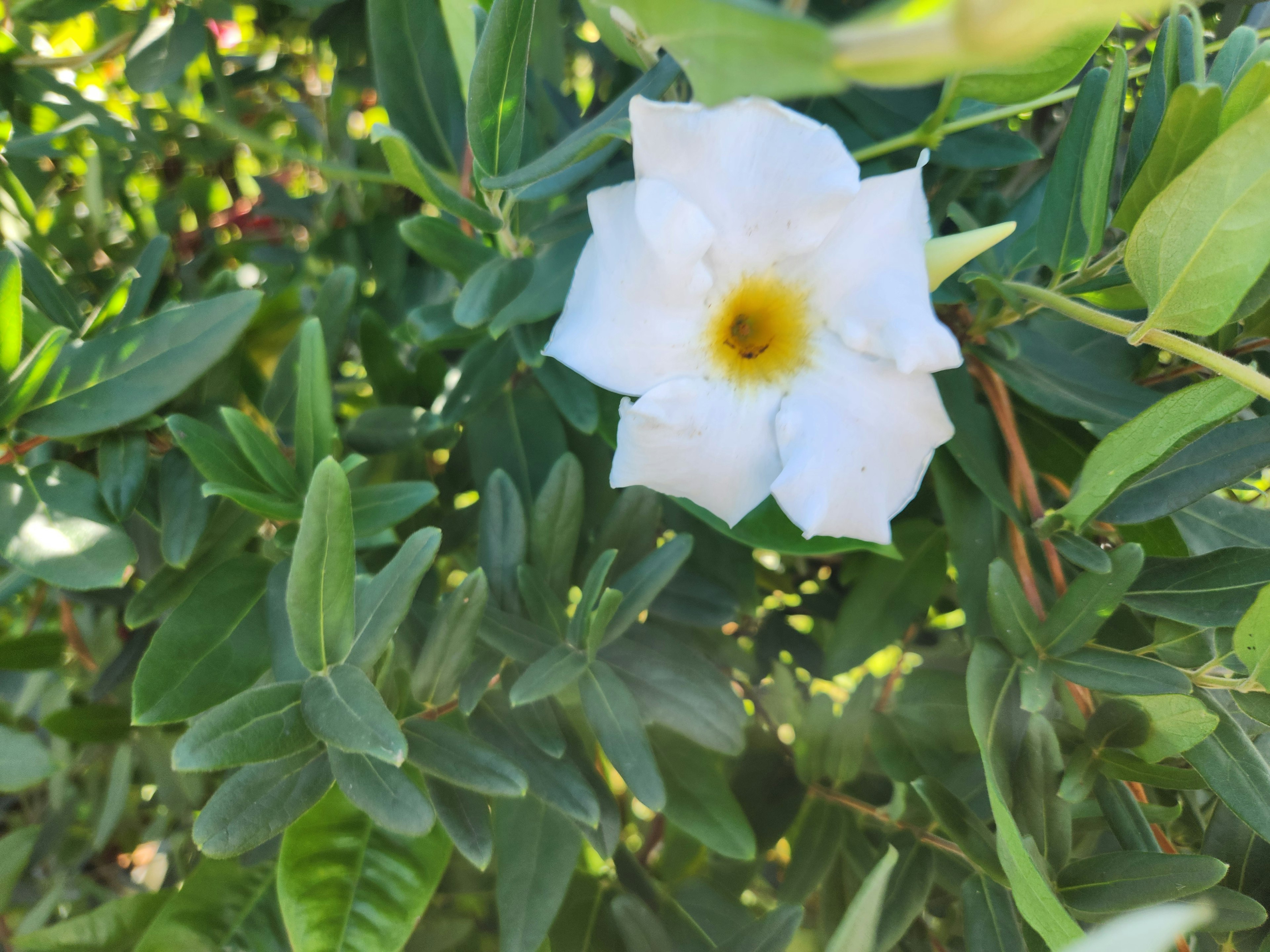 白い花と緑の葉が特徴的な植物の画像