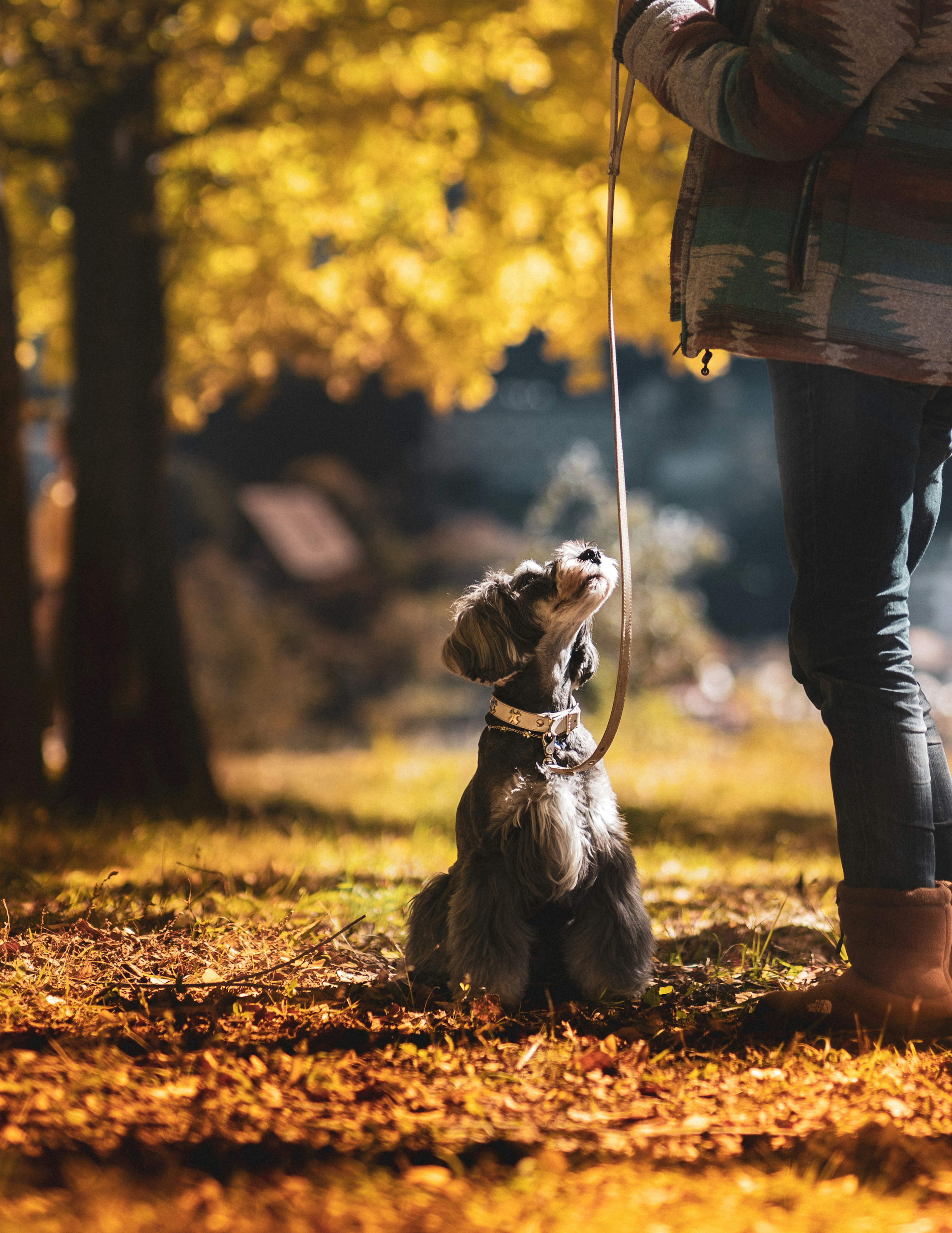 A dog sitting by its owner in an autumn park