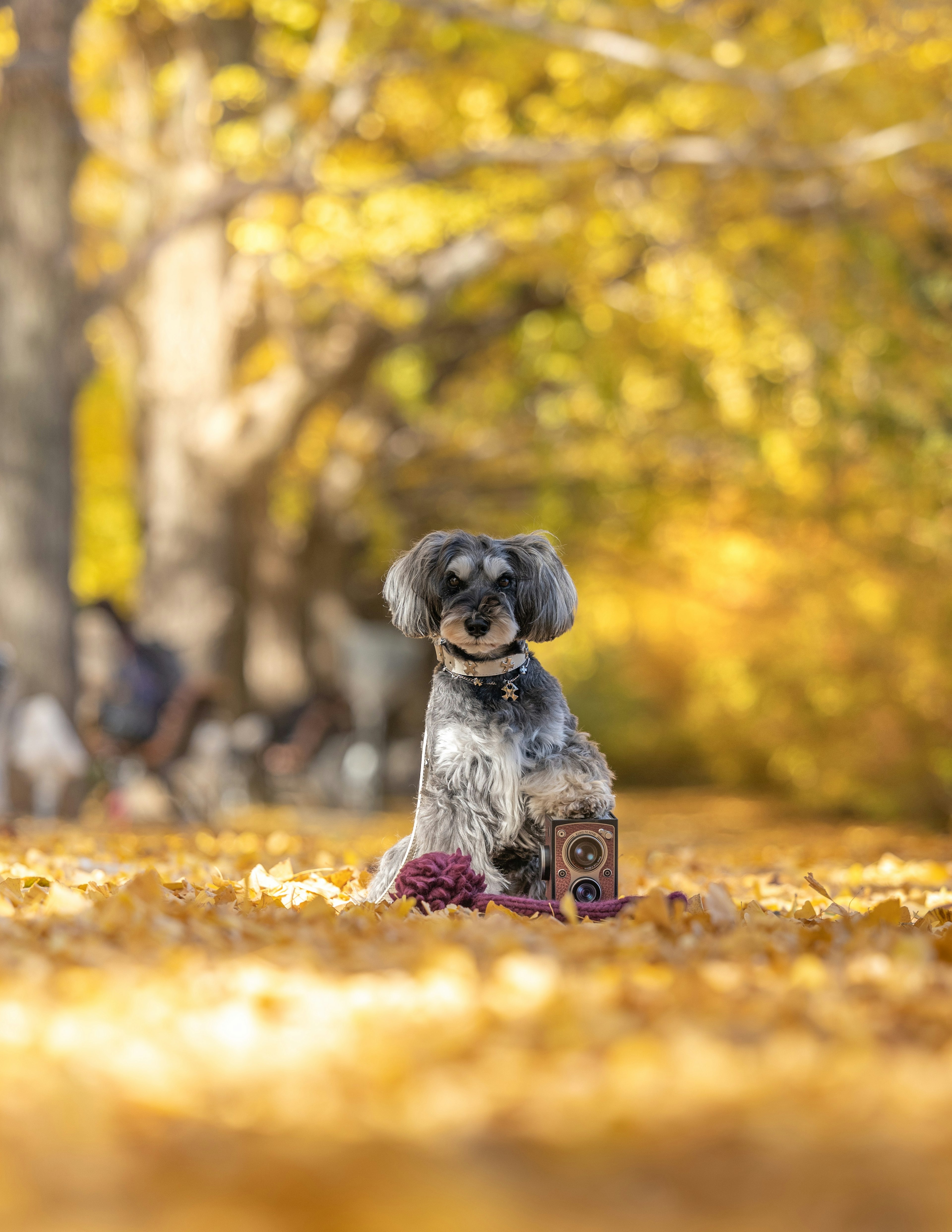 A dog sitting on autumn leaves with a yellow background and blurred trees