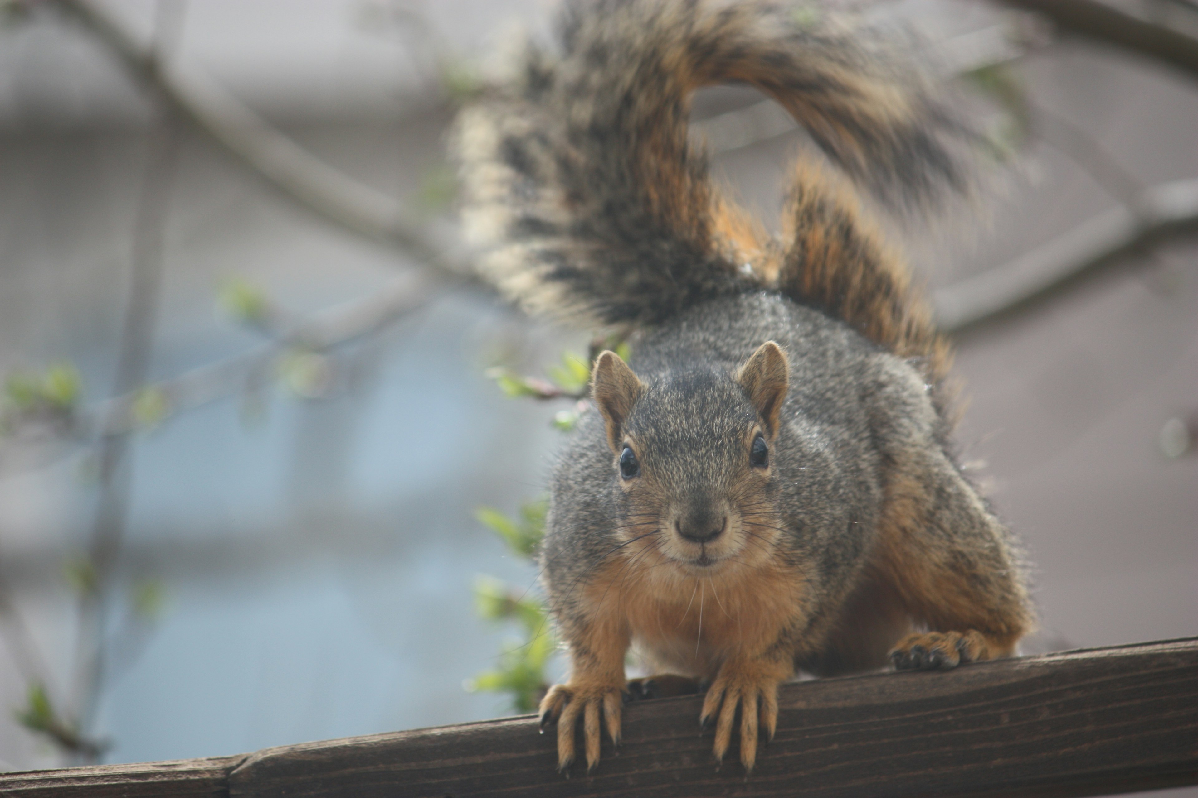 Close-up image of a squirrel on a tree branch