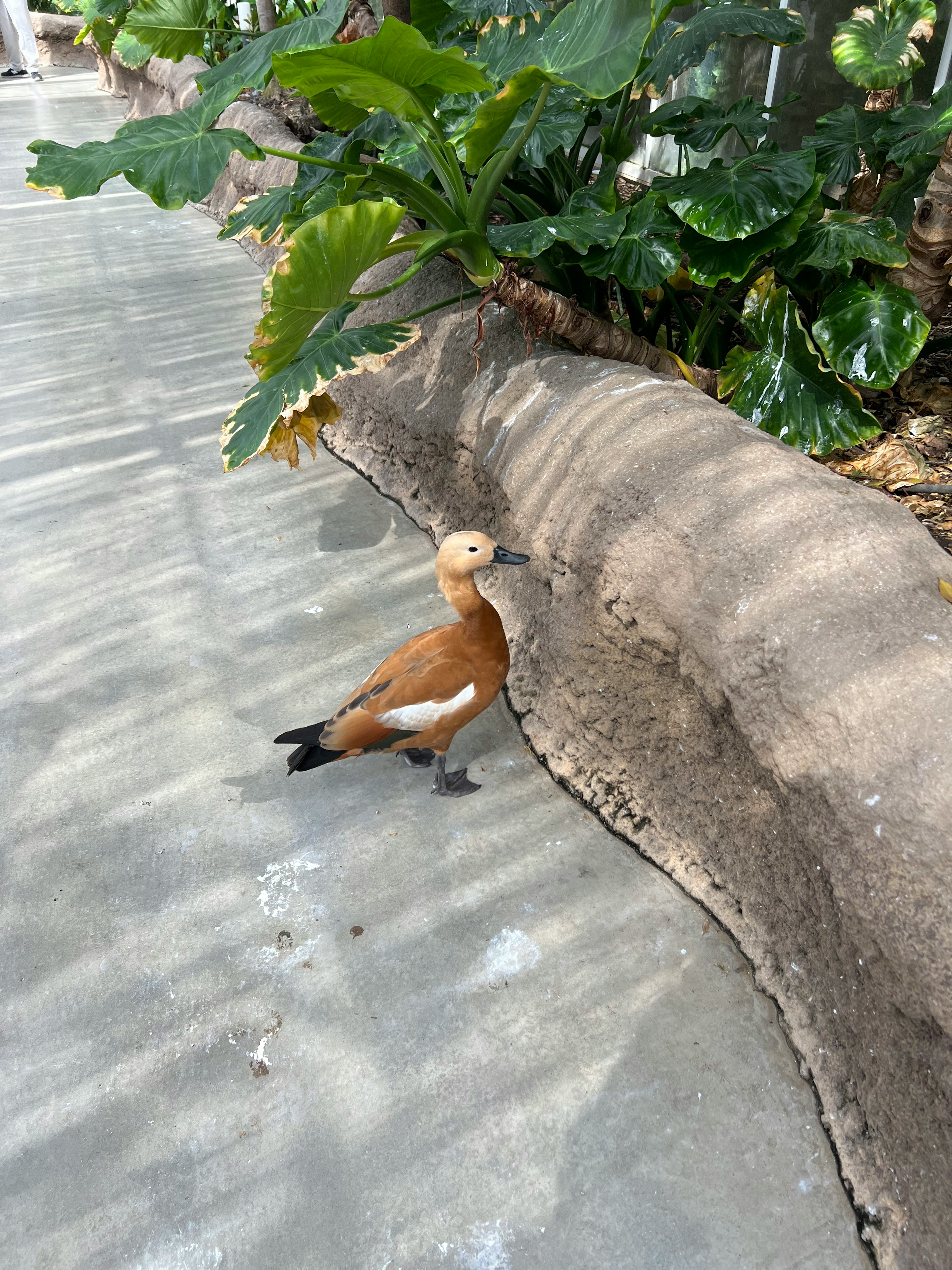 Seekor burung air berbulu coklat berdiri di dekat tanaman