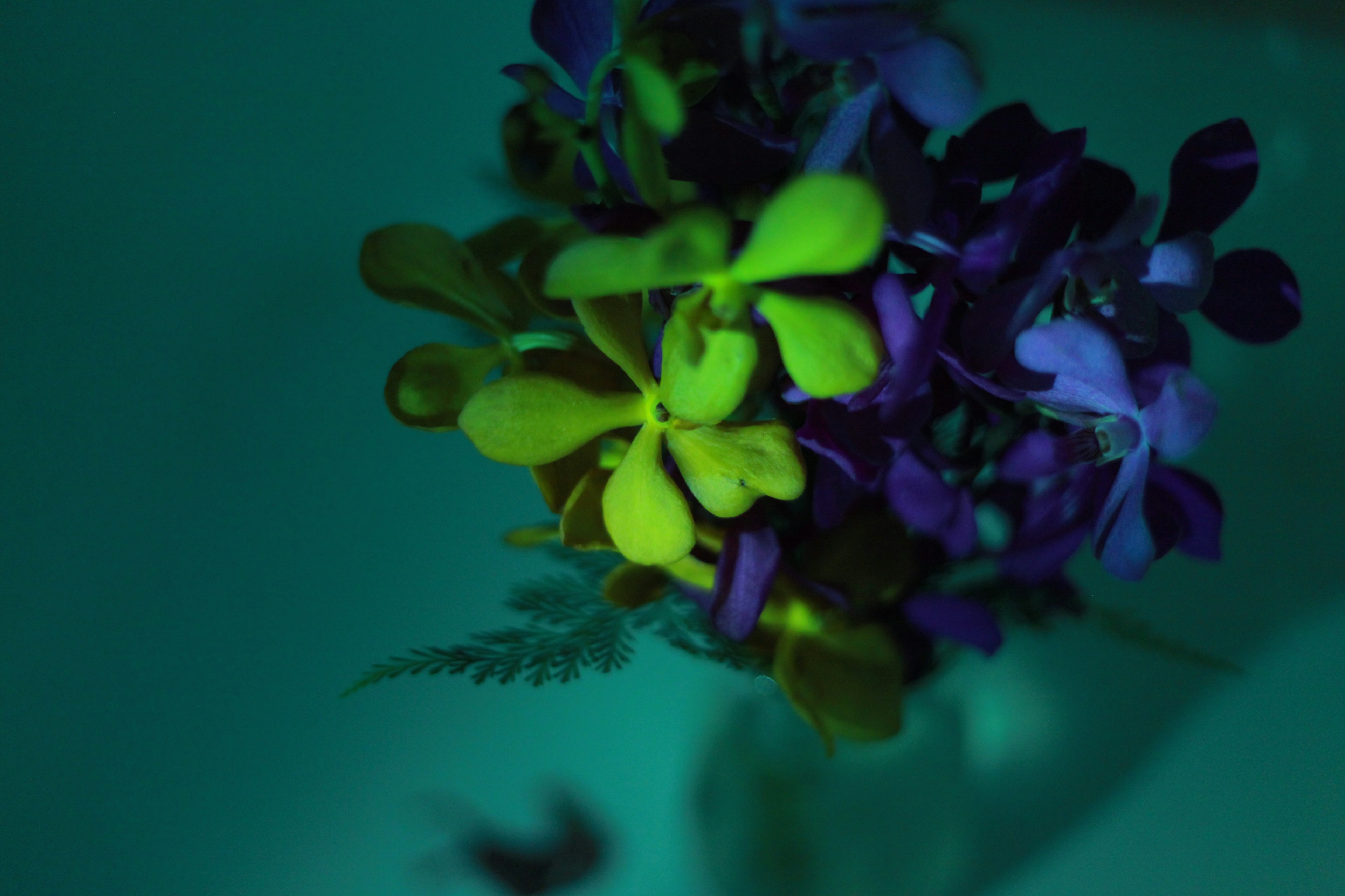 Un bouquet de fleurs jaunes et violettes flottant sur un fond bleu