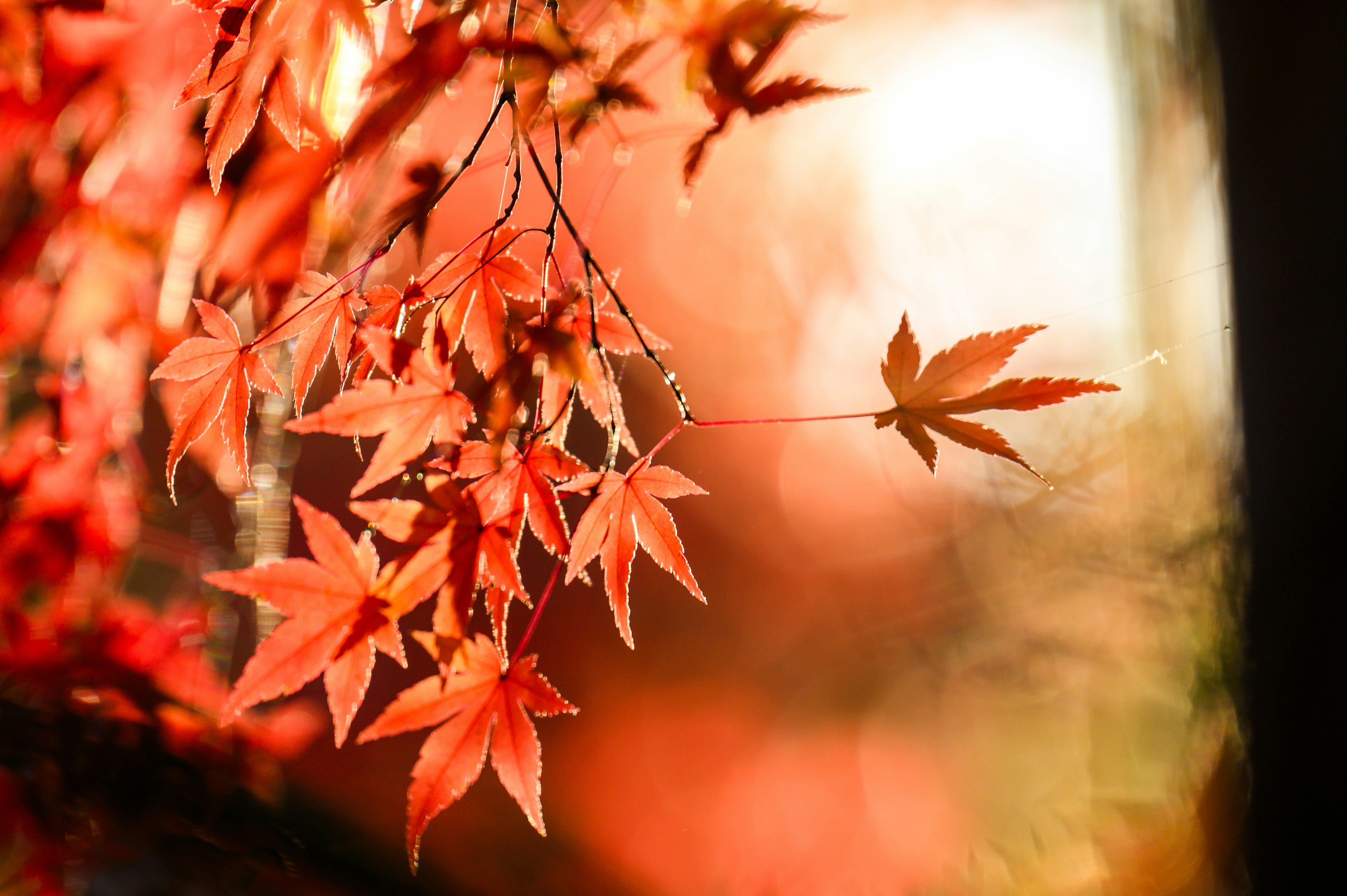 Vibrant red autumn leaves hanging on a branch