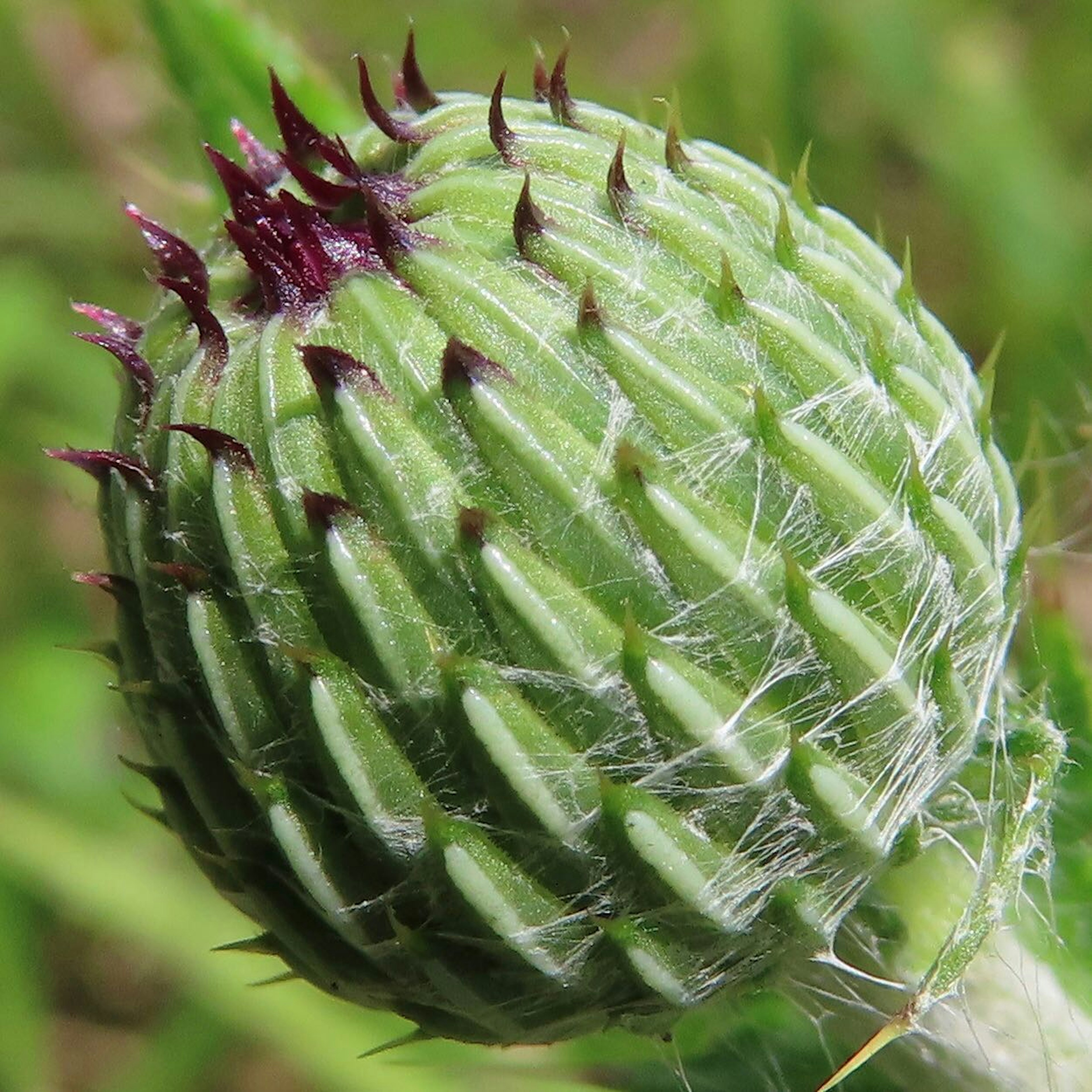 Close-up of a green plant bud with distinctive purple spikes