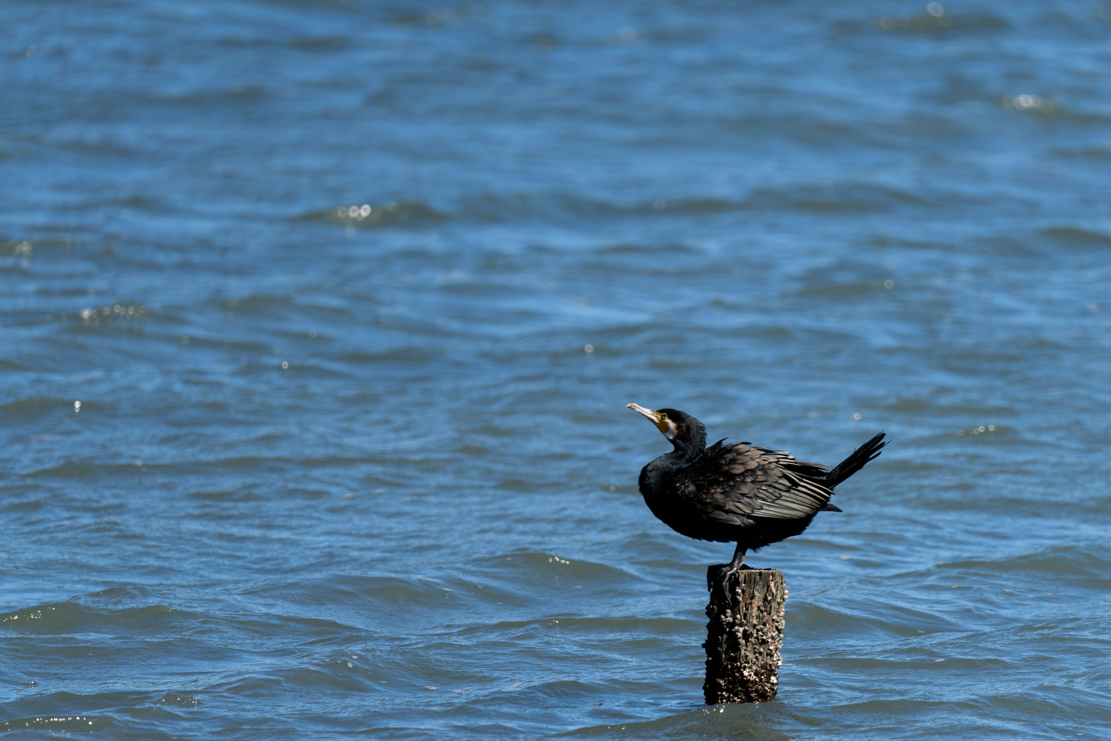 Un oiseau noir perché sur un poteau au-dessus de l'eau