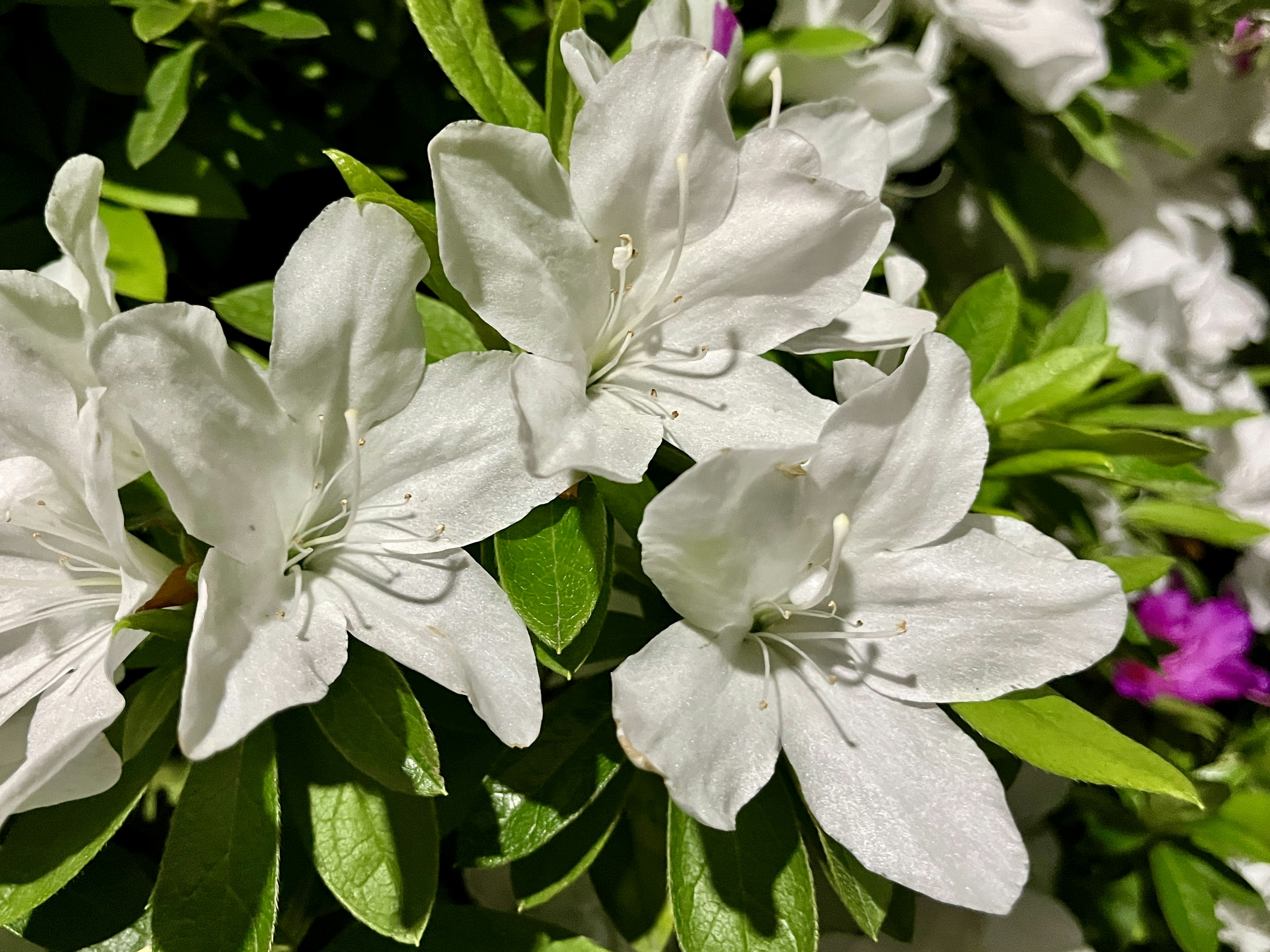 Close-up of white flowers with green leaves