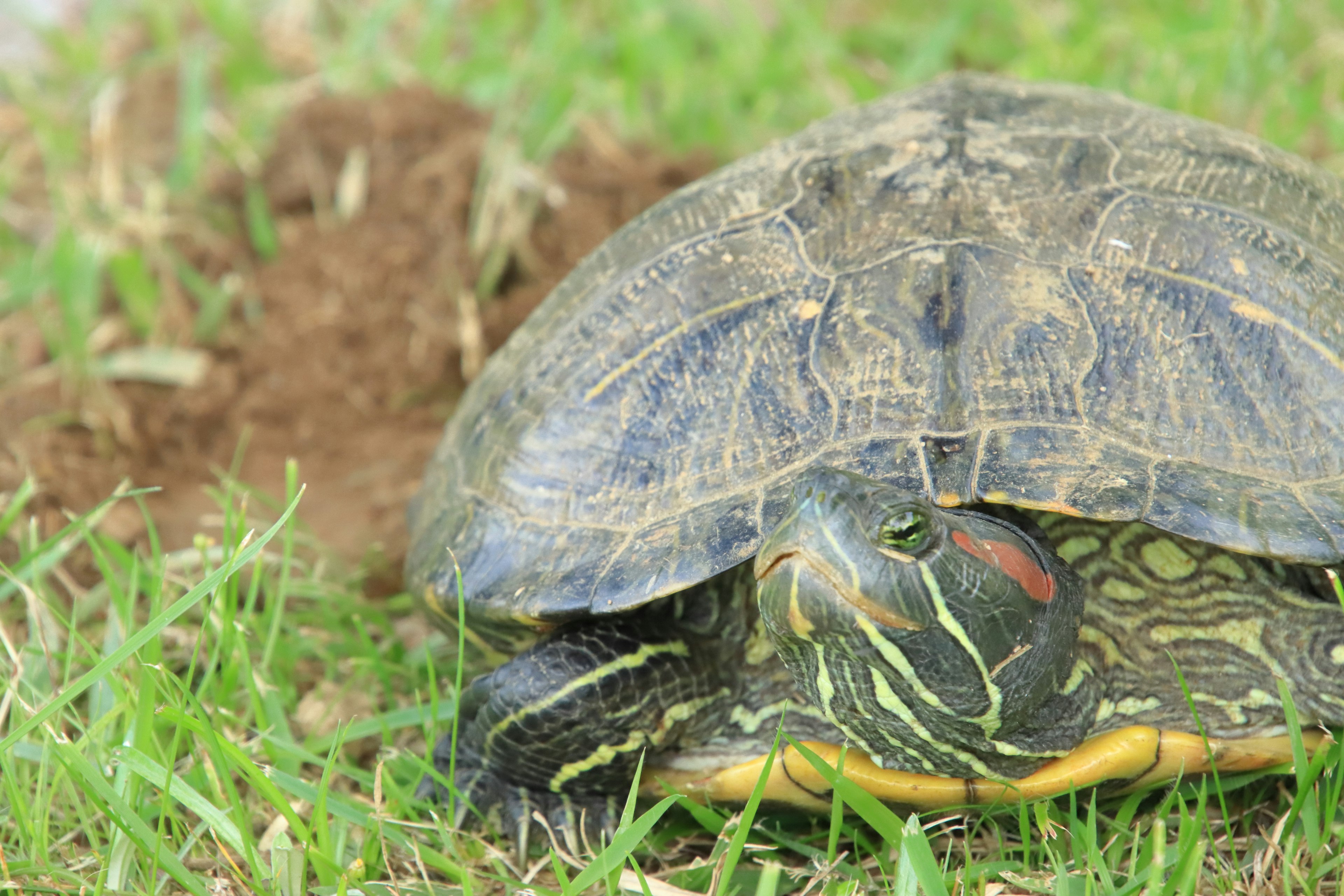 Eine Schildkröte, die auf grünem Gras ruht und ihren Panzer und Gesichtszüge zeigt