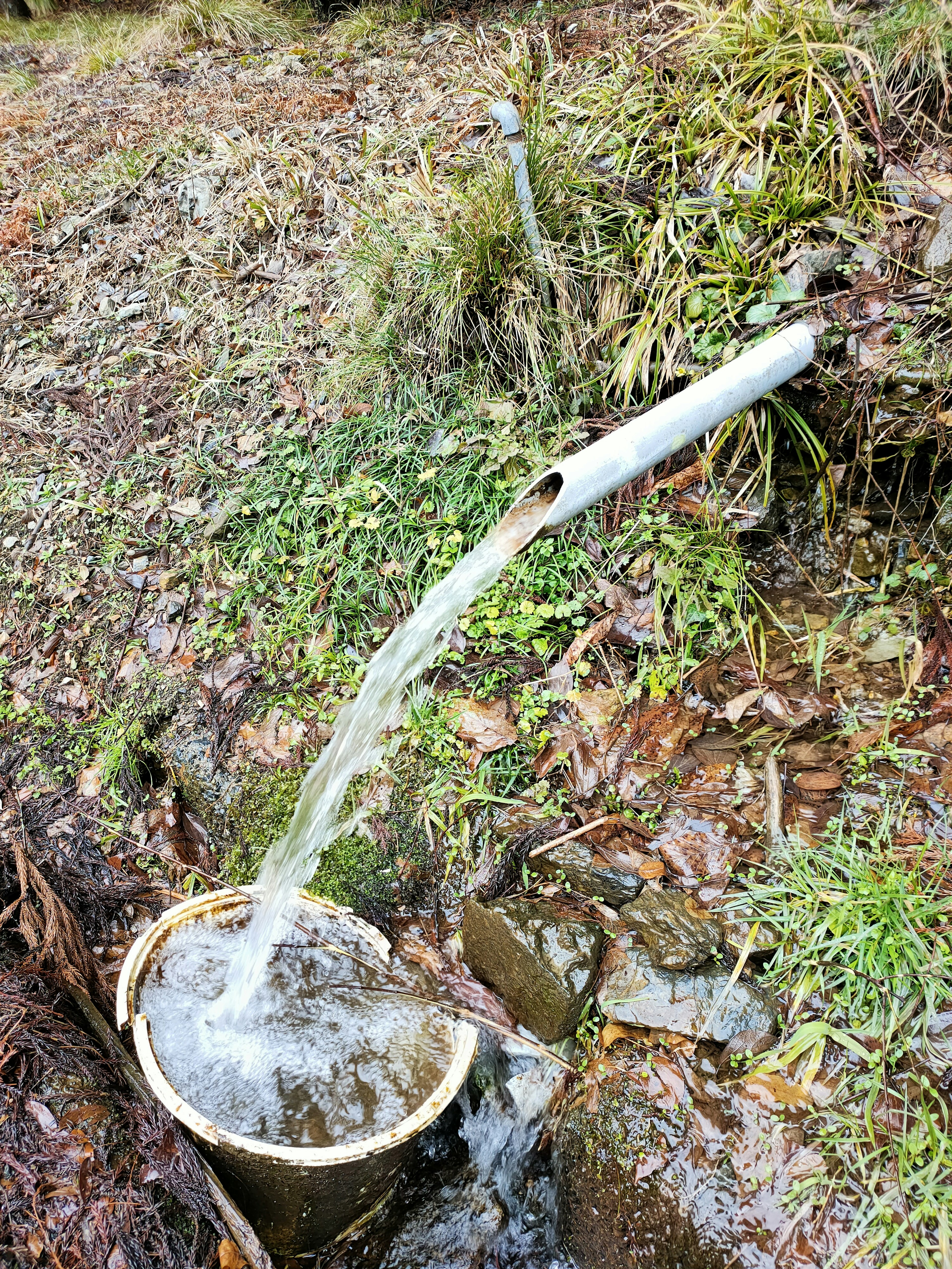 Un tubo di bambù che versa acqua in un secchio in un ambiente naturale