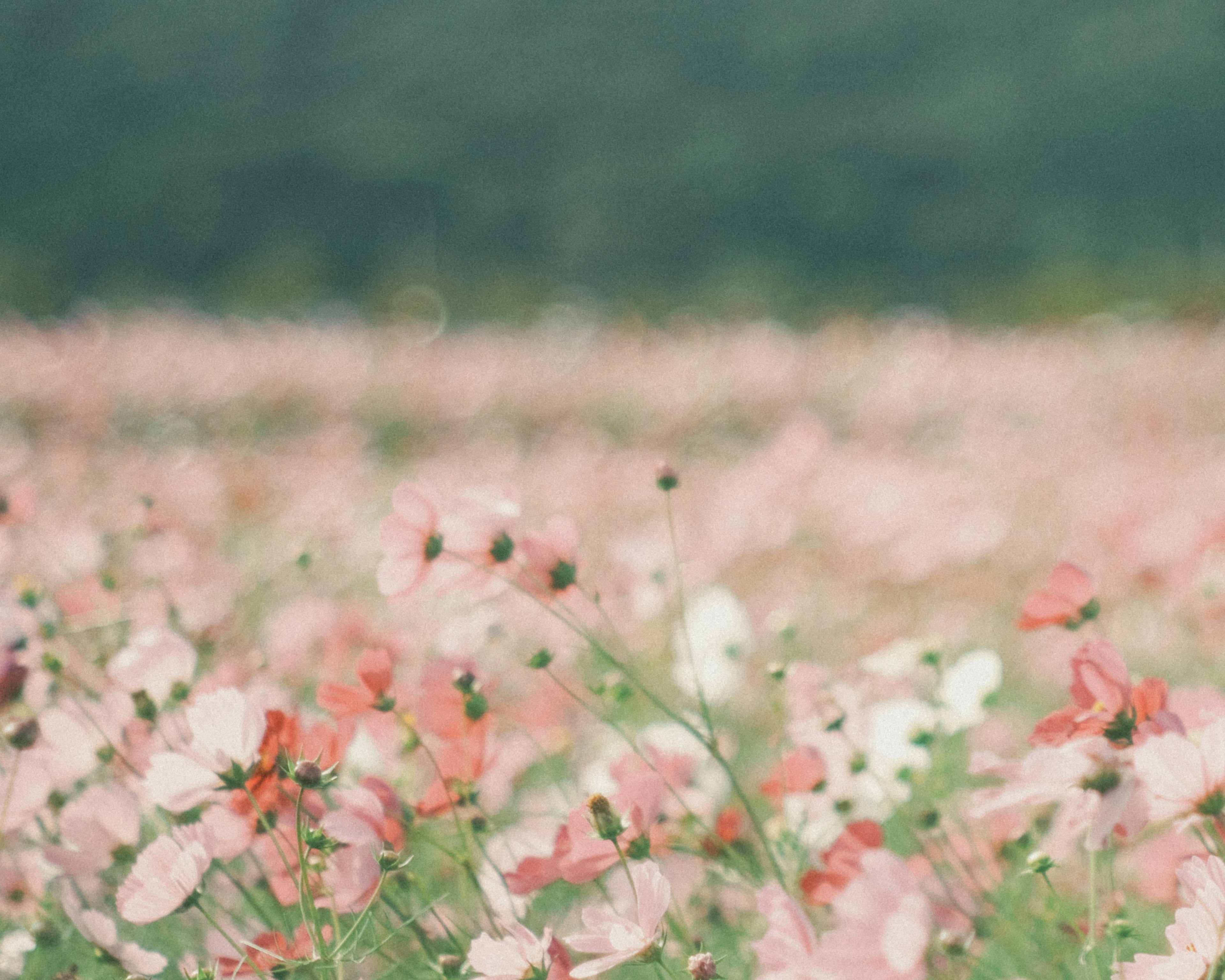 Champ vaste de fleurs colorées en pleine floraison floues