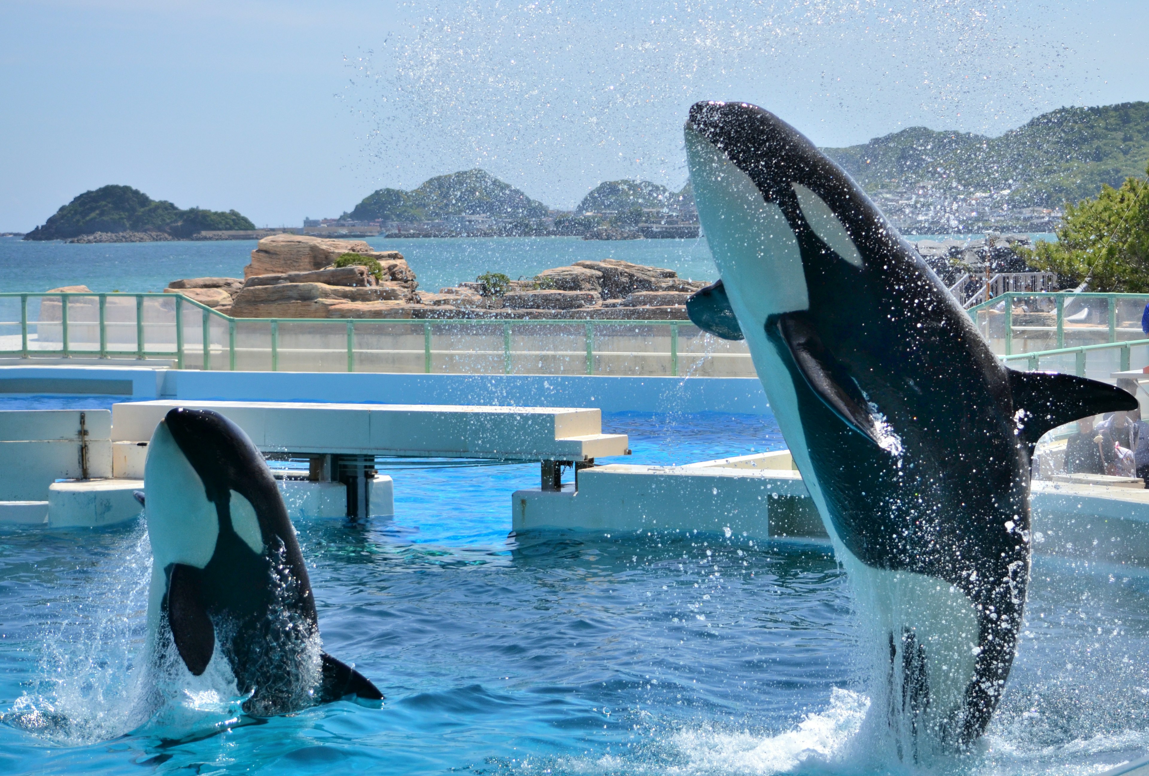 Two orcas jumping in a blue pool with a scenic background