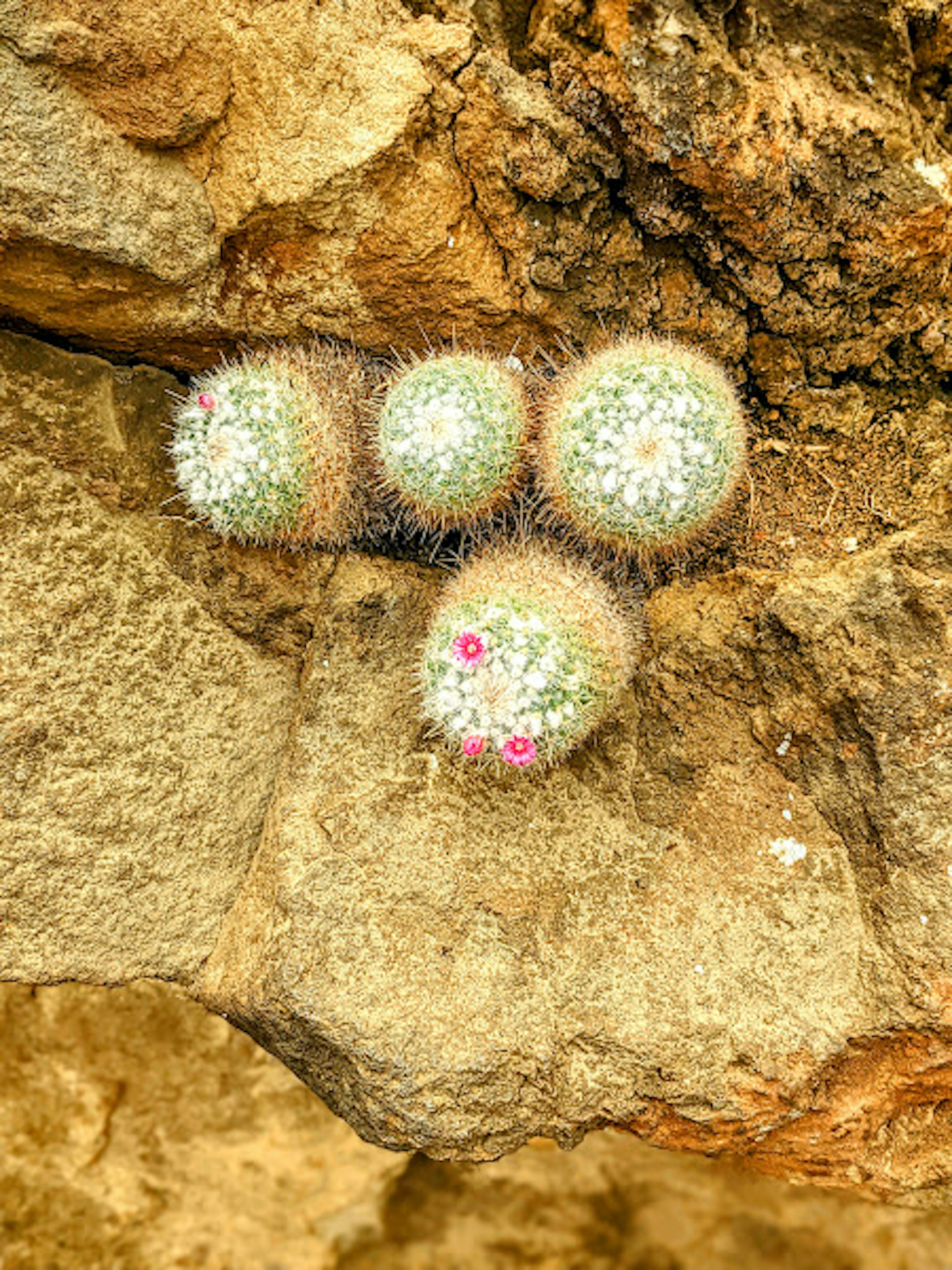 岩に生えている小さなサボテンの群れ白い毛とピンクの花を持つ