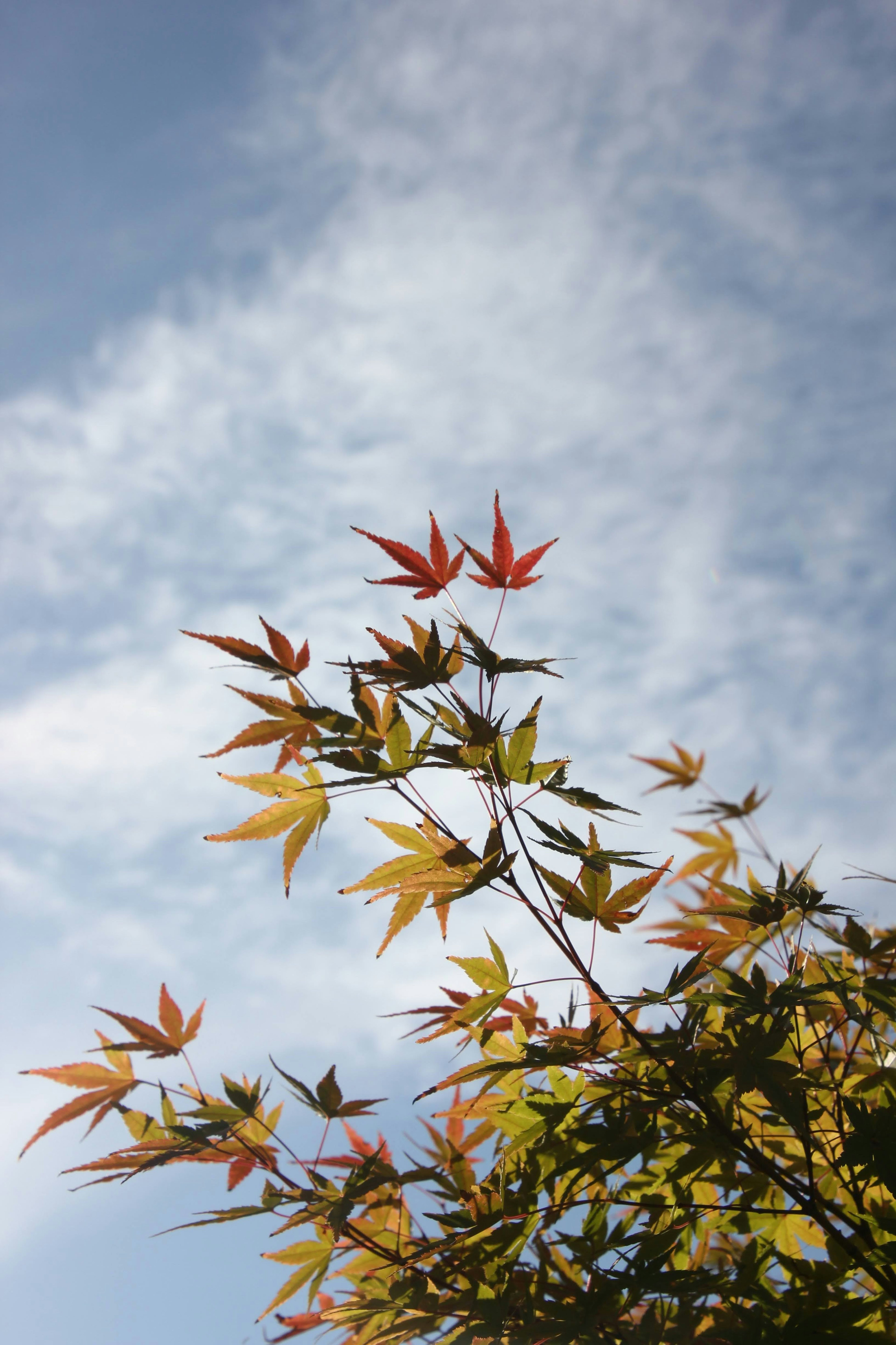 青空と雲の下にある紅葉したカエデの葉