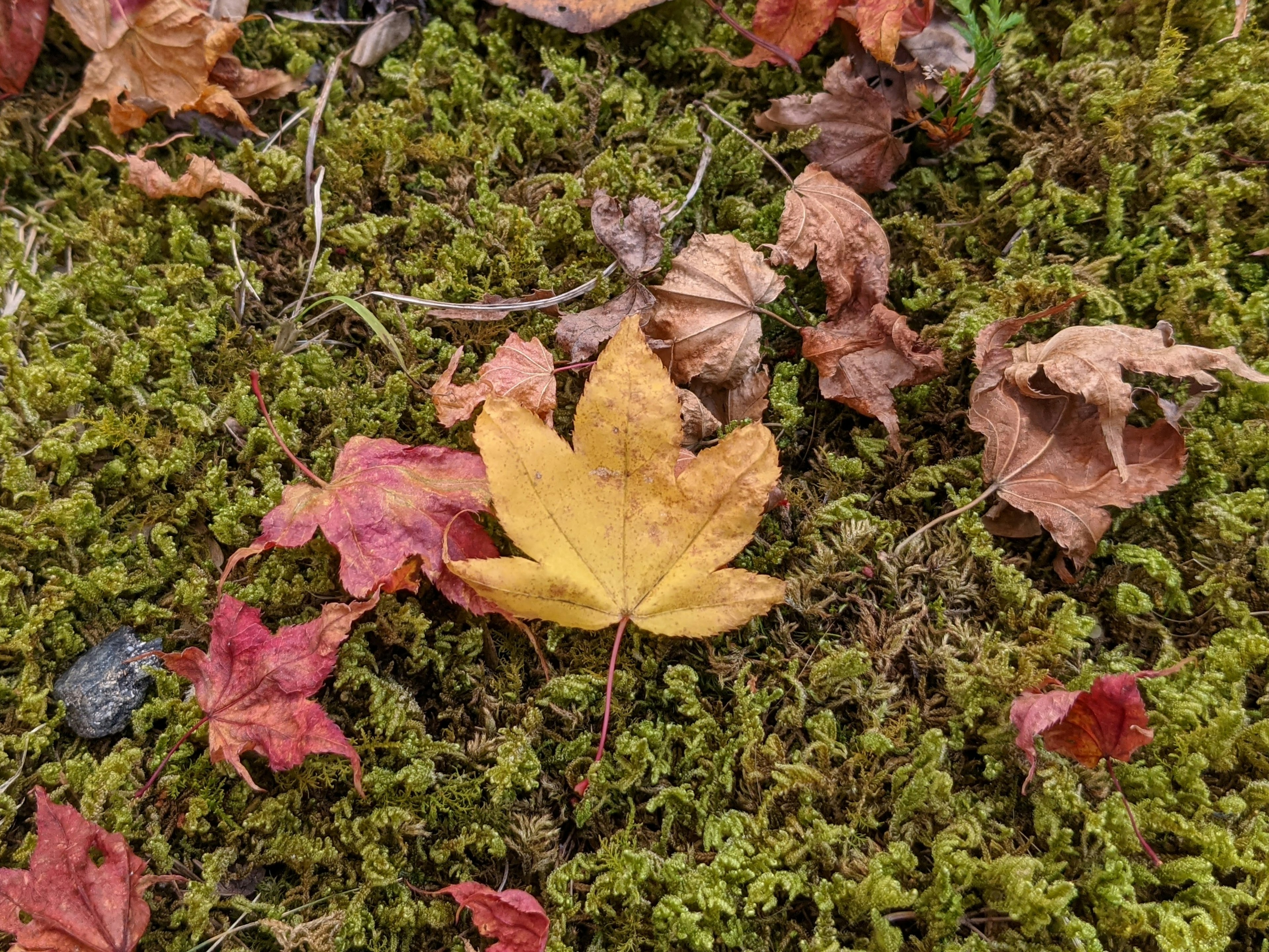 鲜艳的黄色叶子 resting 在绿色苔藓上，周围有红色和棕色的落叶