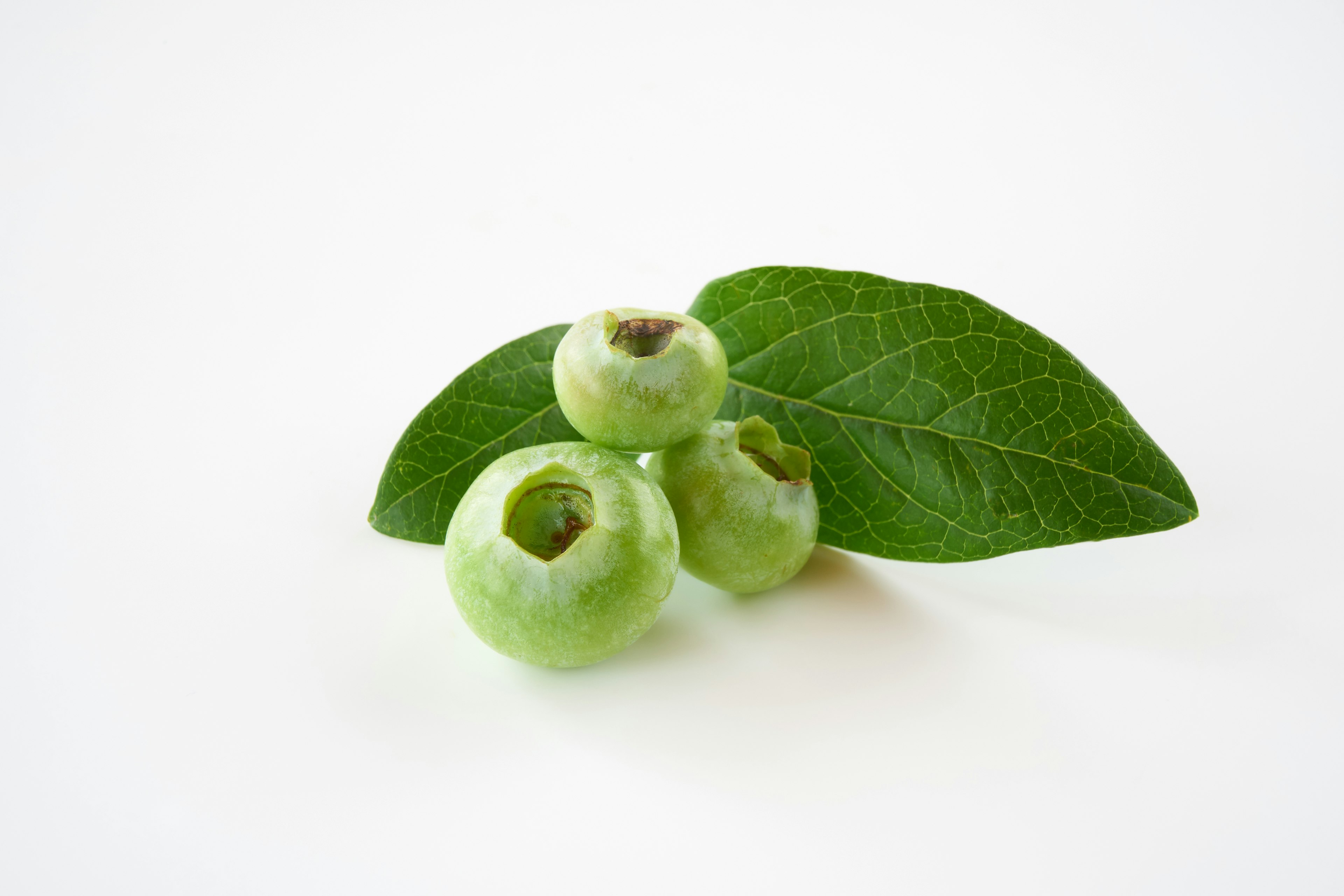 Tre bacche verdi con una foglia su uno sfondo bianco