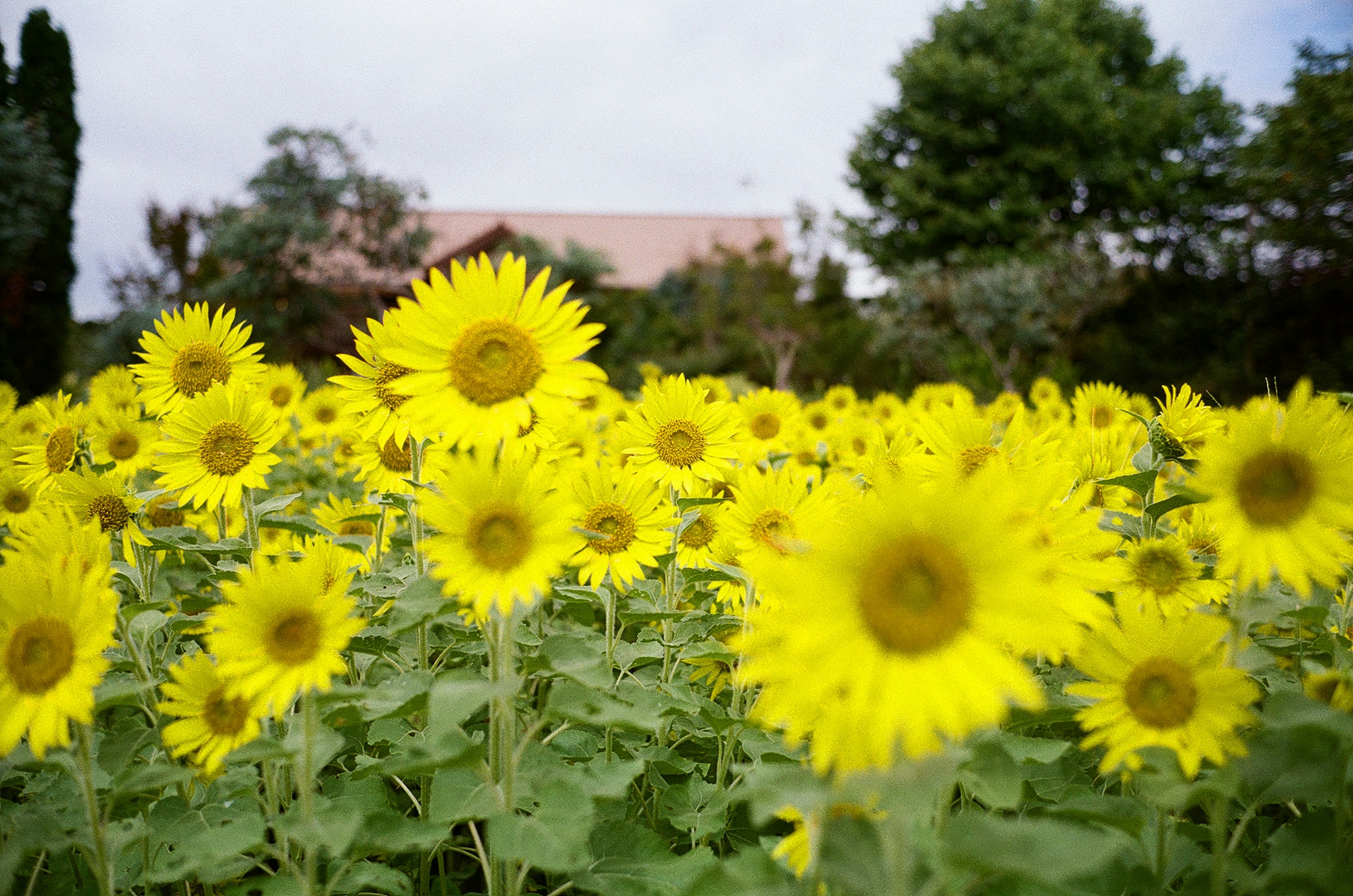 太陽の花が咲く明るい風景の中に広がるひまわりのフィールド