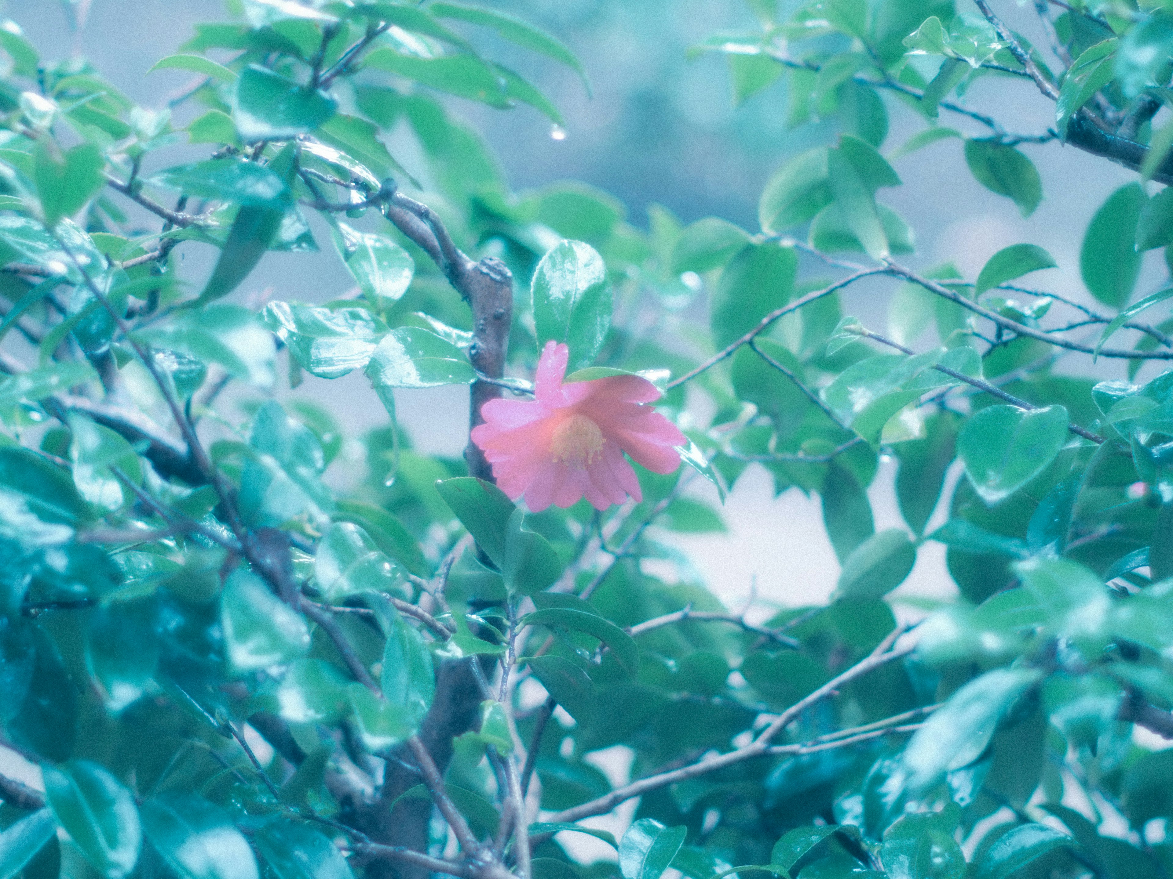 Una flor rosa vibrante entre hojas verdes con un fondo azul borroso