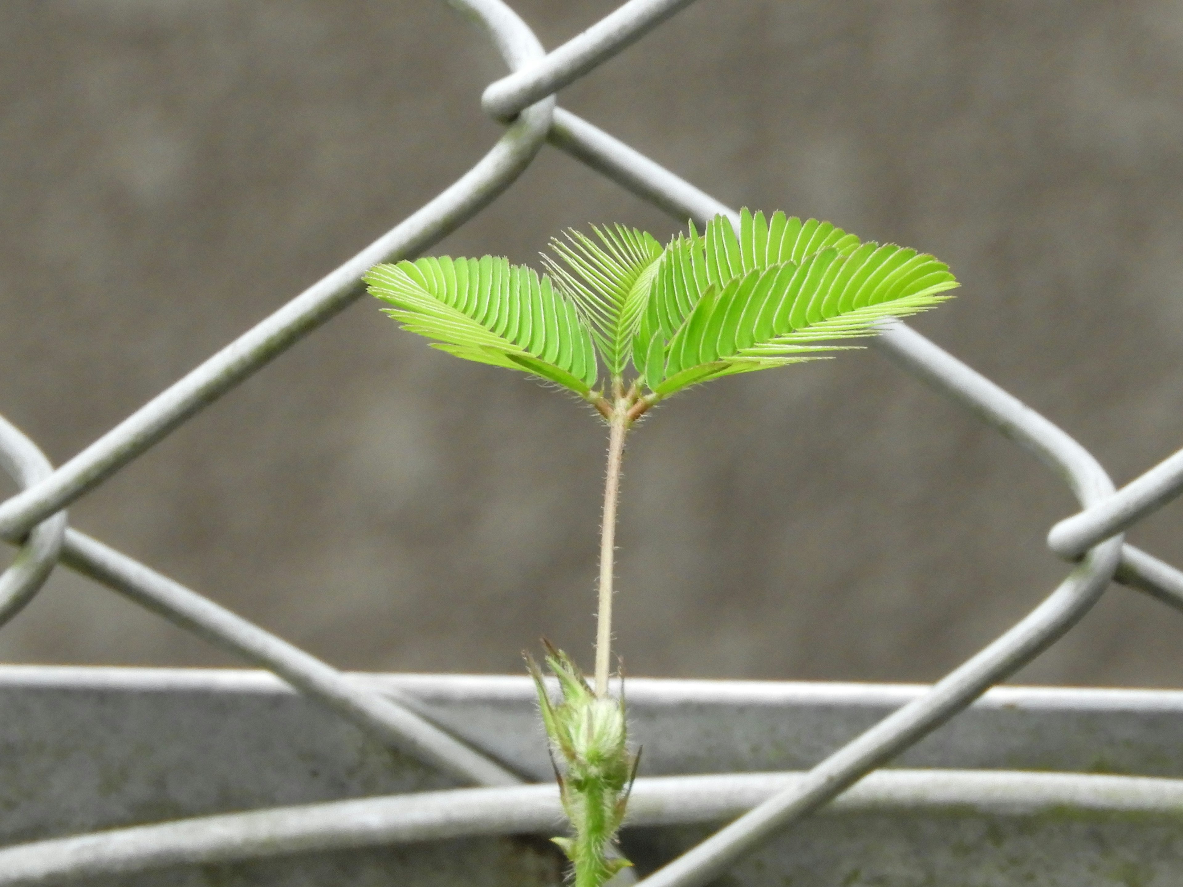 一株綠色葉子植物穿過圍籬生長