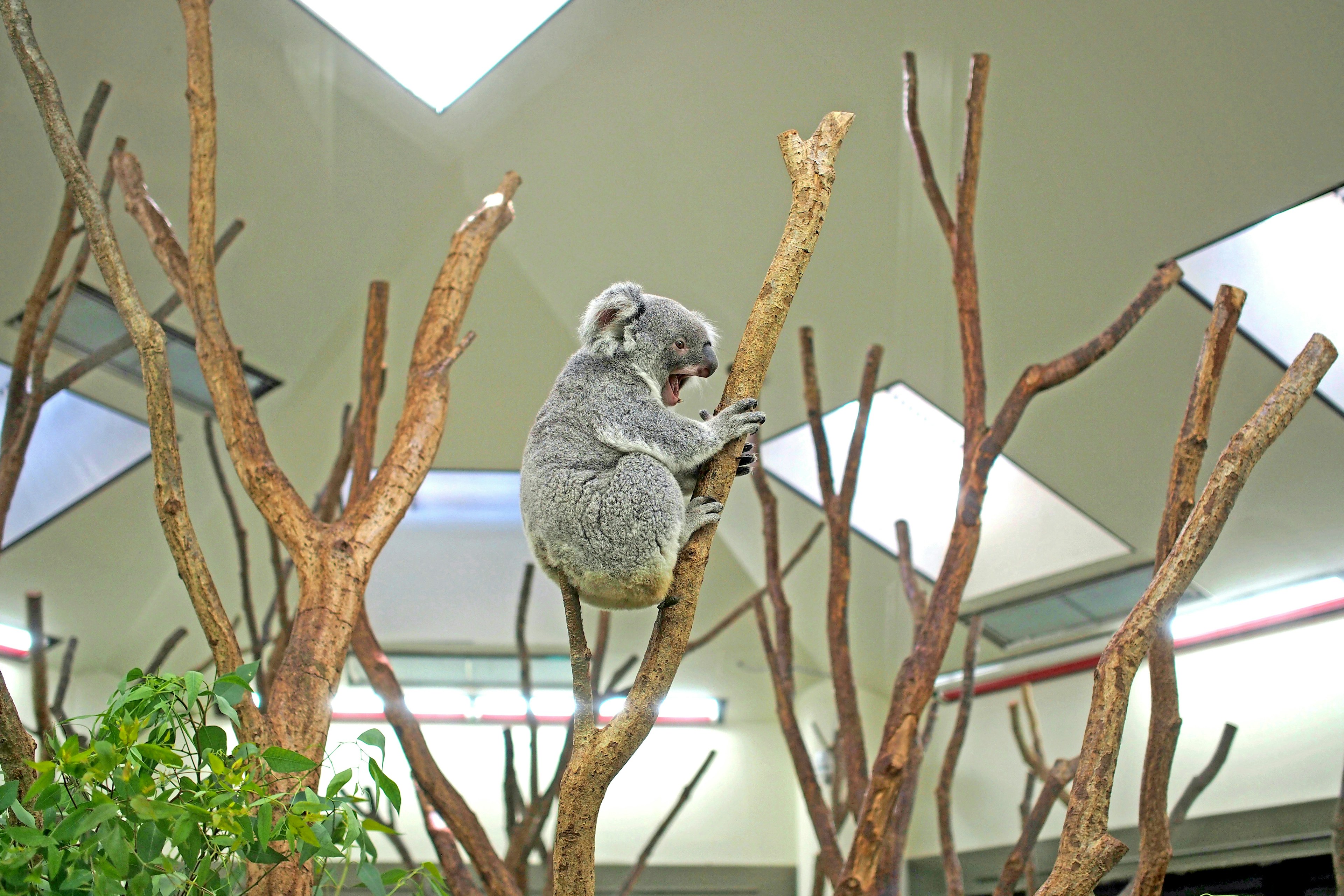 Koala perched on branches in a zoo setting