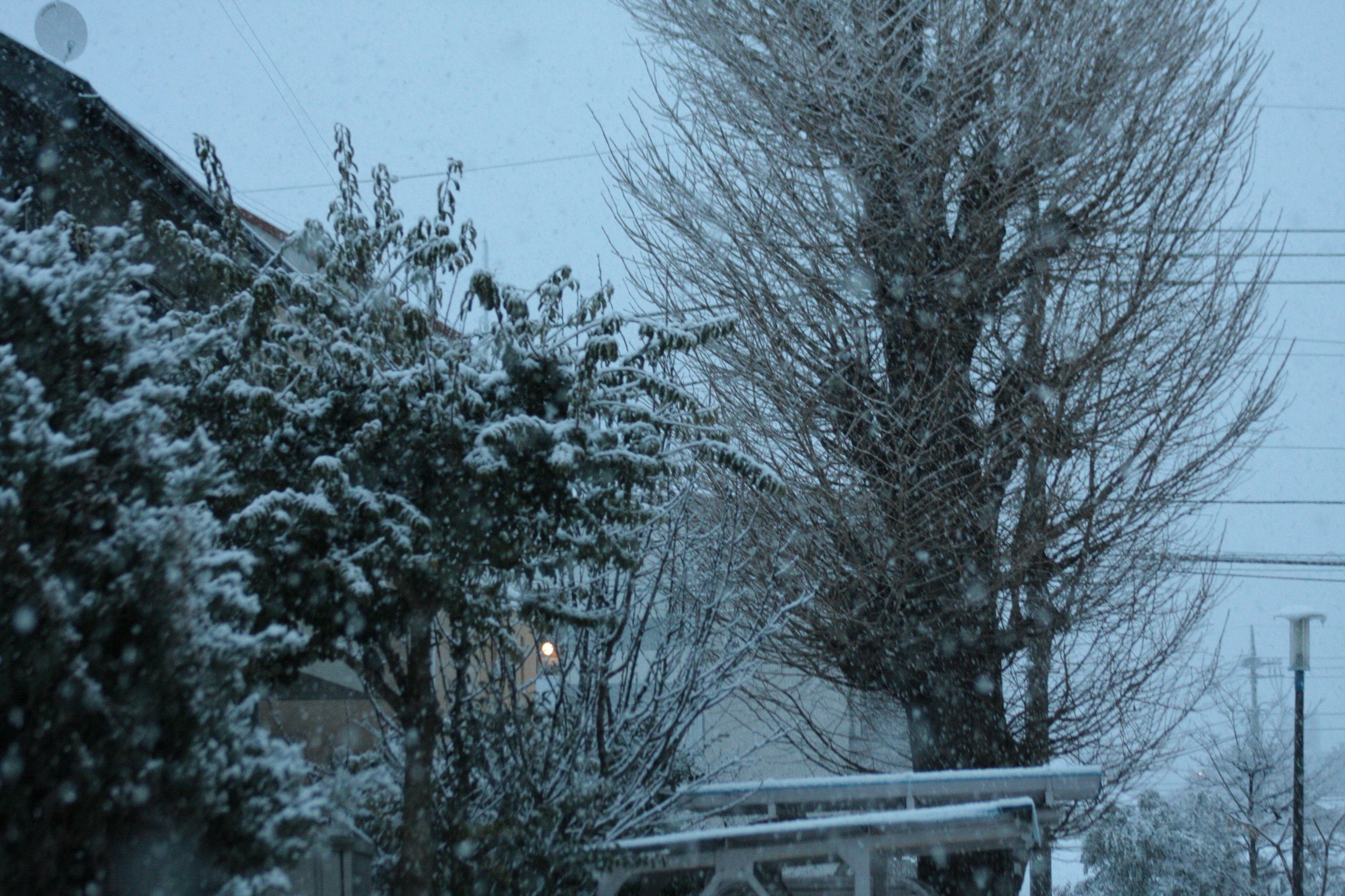 冬季雪景中的房屋和树木