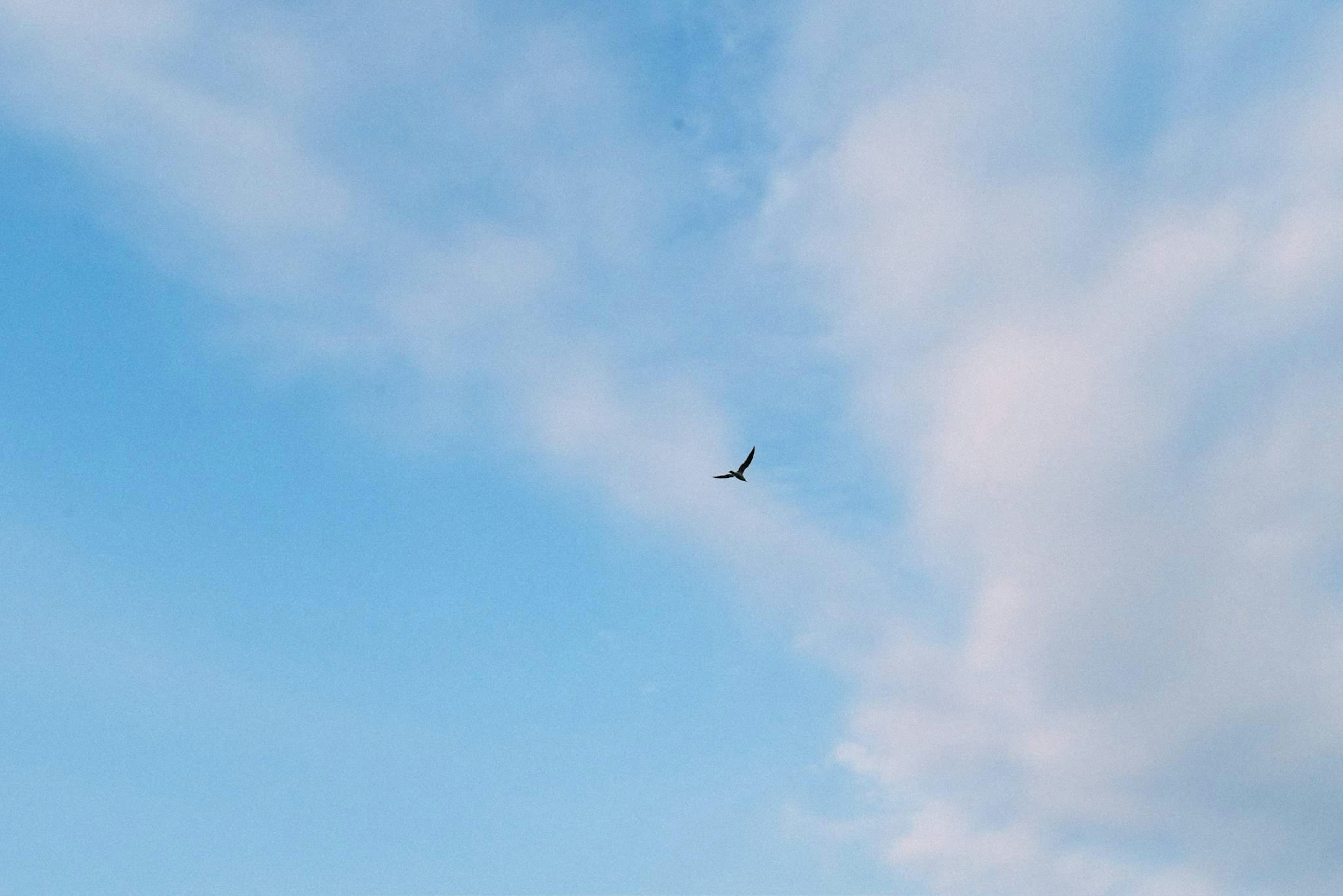 Seekor burung kecil terbang di langit biru dengan awan berbulu