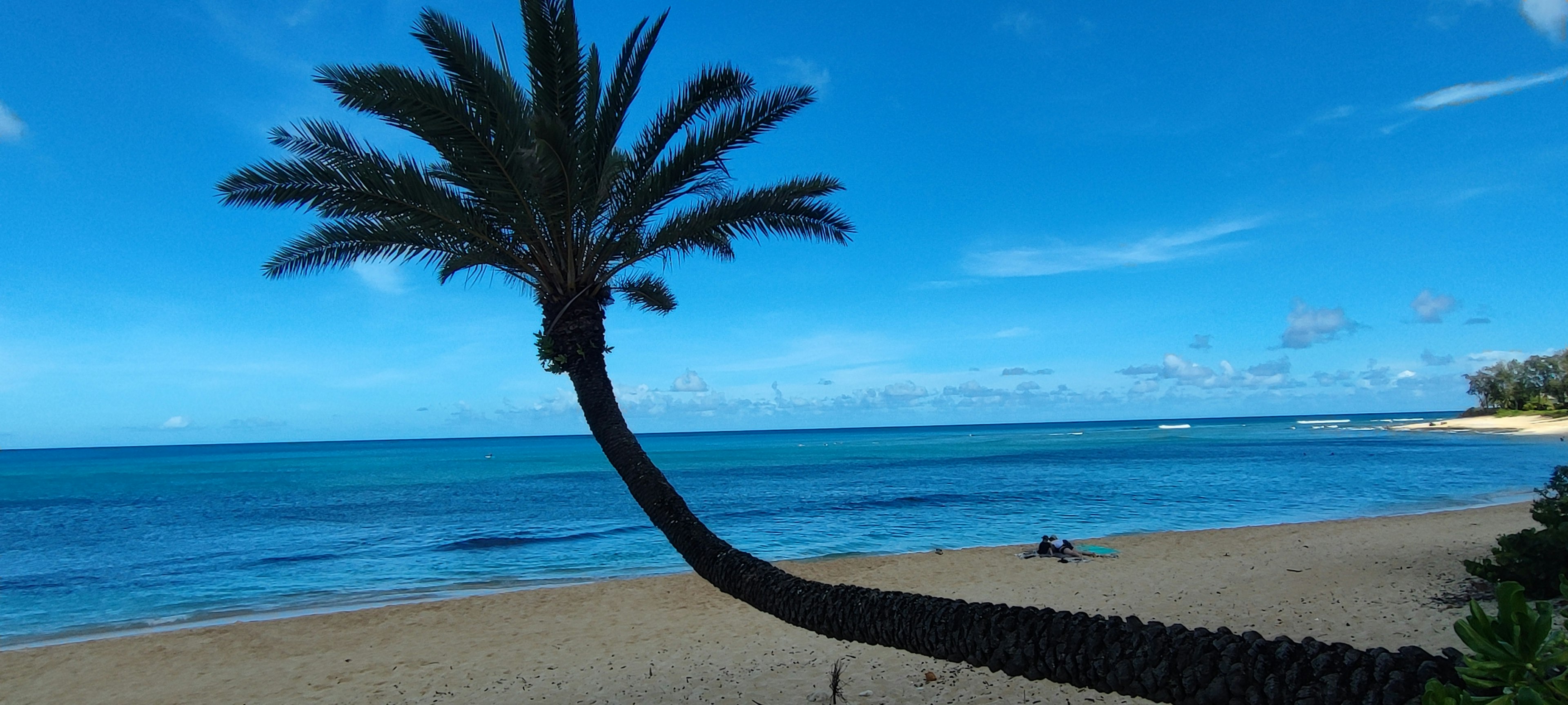 Eine Strandszene mit einer schrägen Palme unter einem blauen Himmel und Ozean