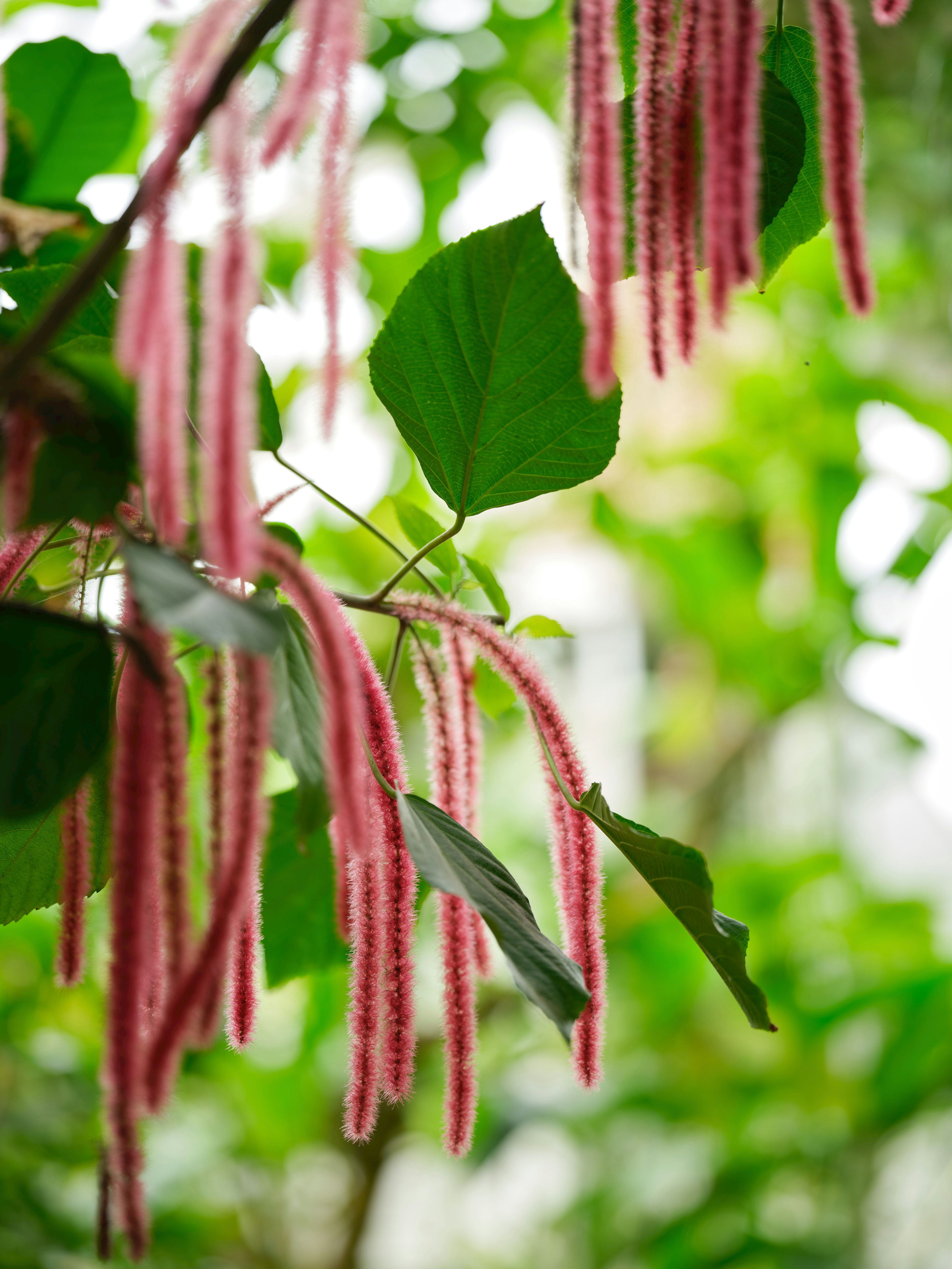 Nahaufnahme einer Pflanze mit hängenden rosa Blütenständen vor grünem Hintergrund