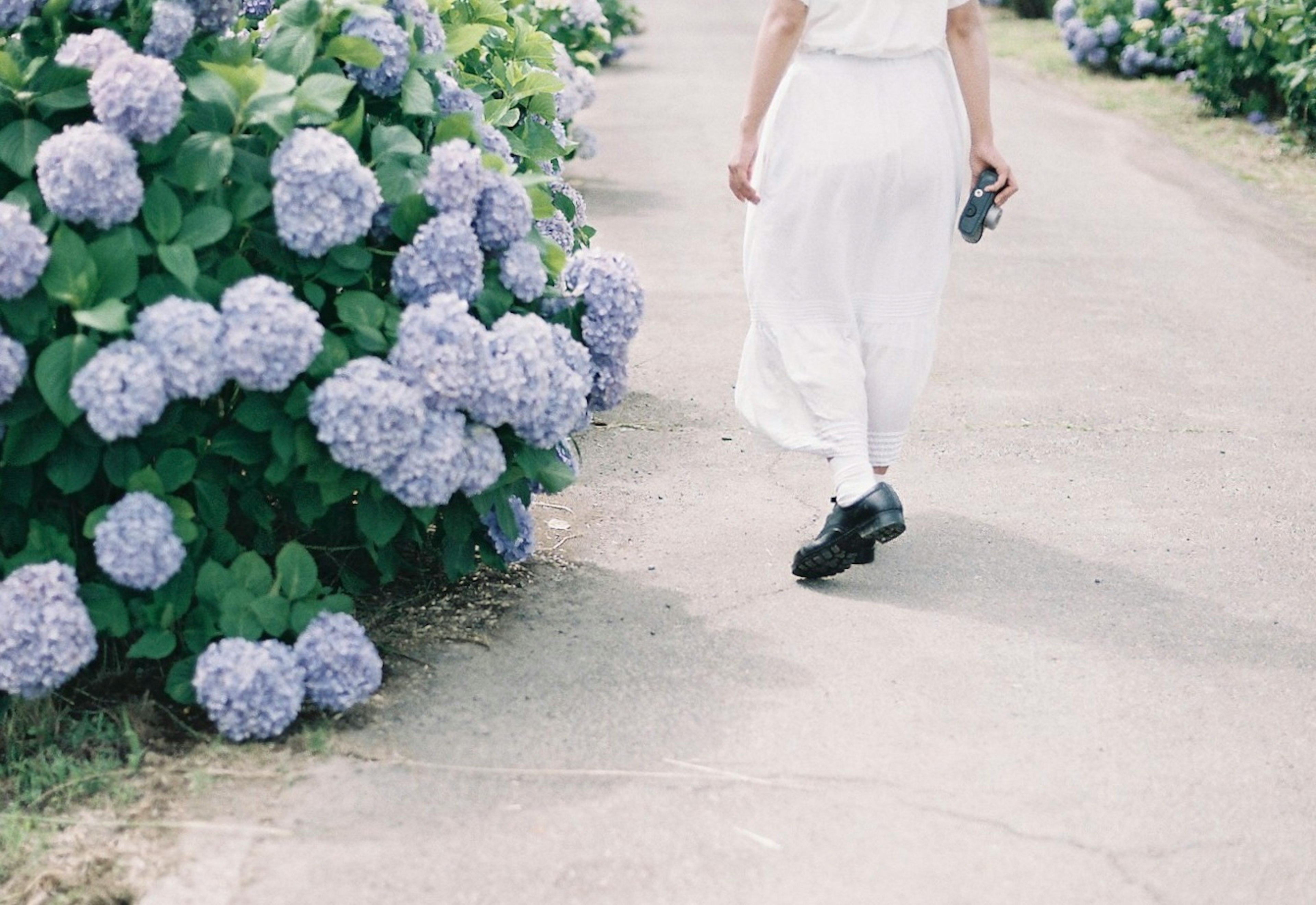 紫陽花の花が咲く小道を歩く白いドレスの女性