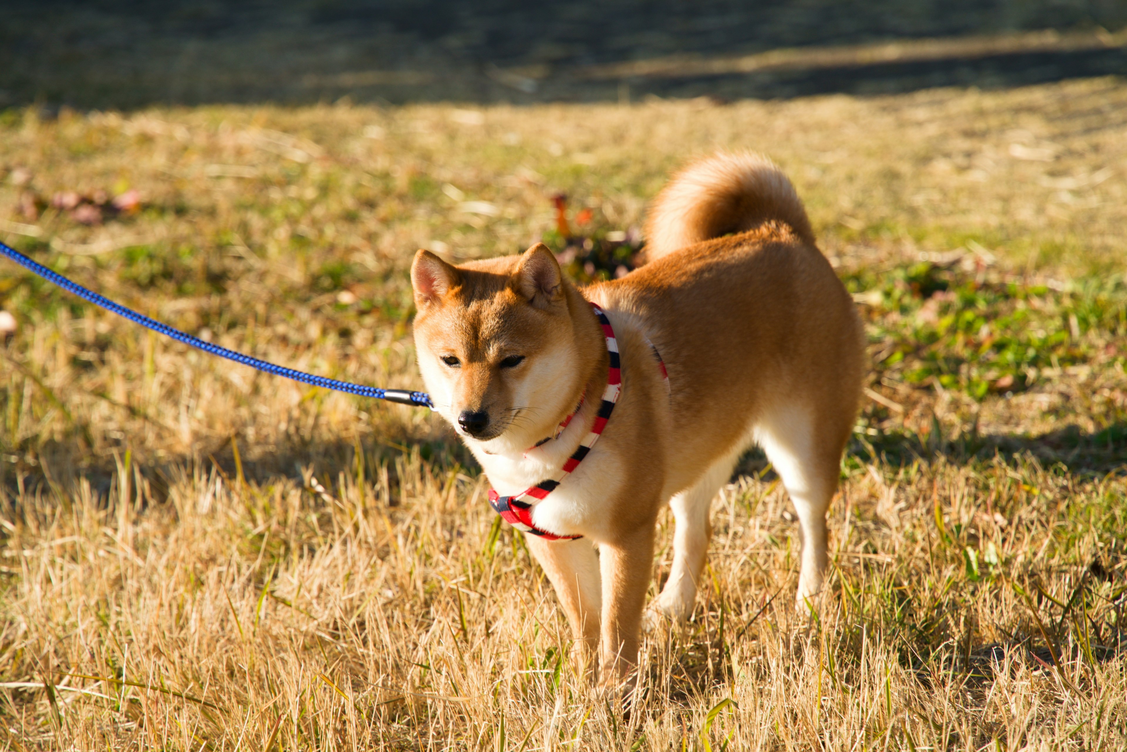 草原でリードを付けた柴犬が立っている