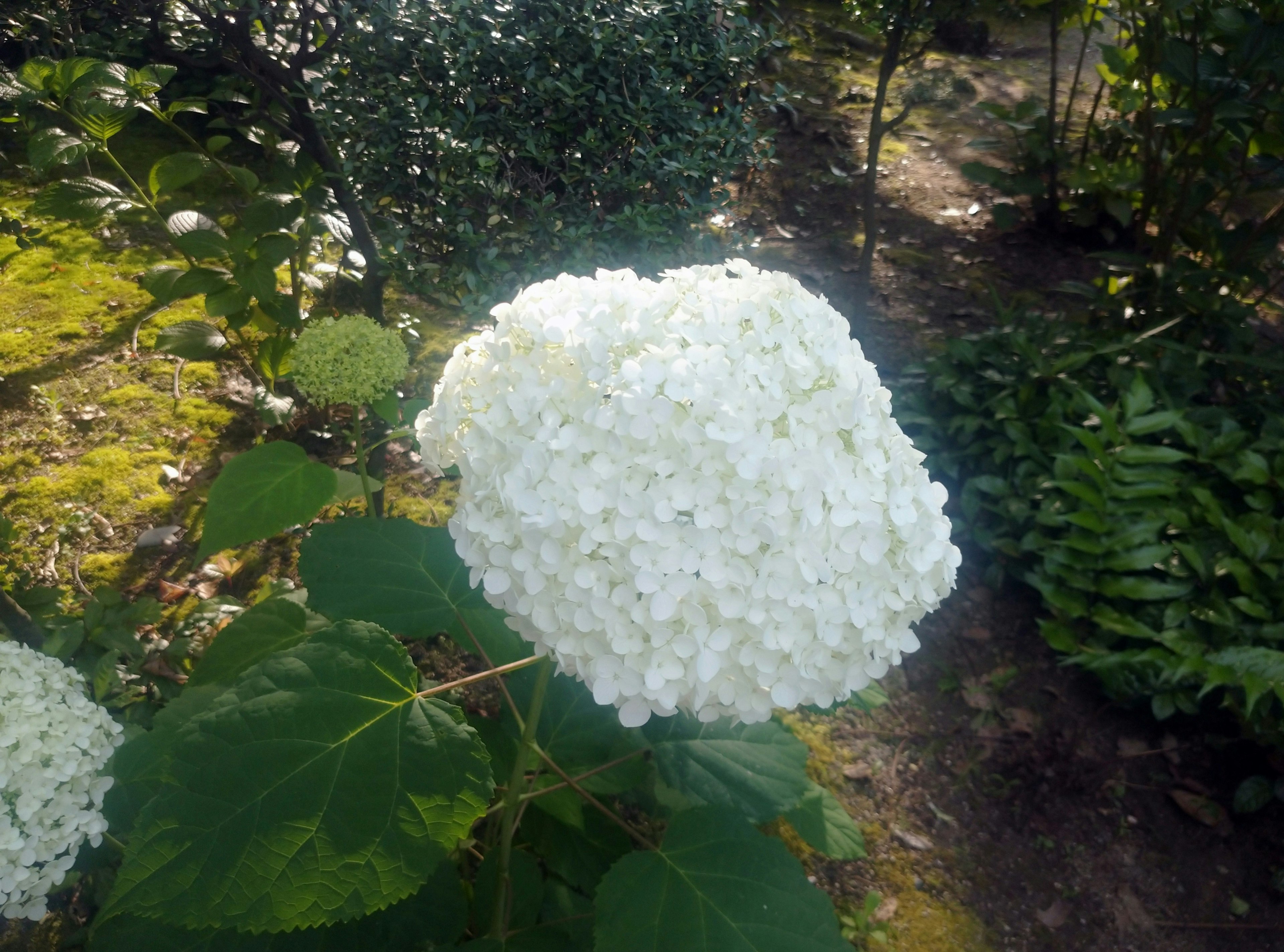 白いアジサイの花が緑の葉に囲まれて咲いている