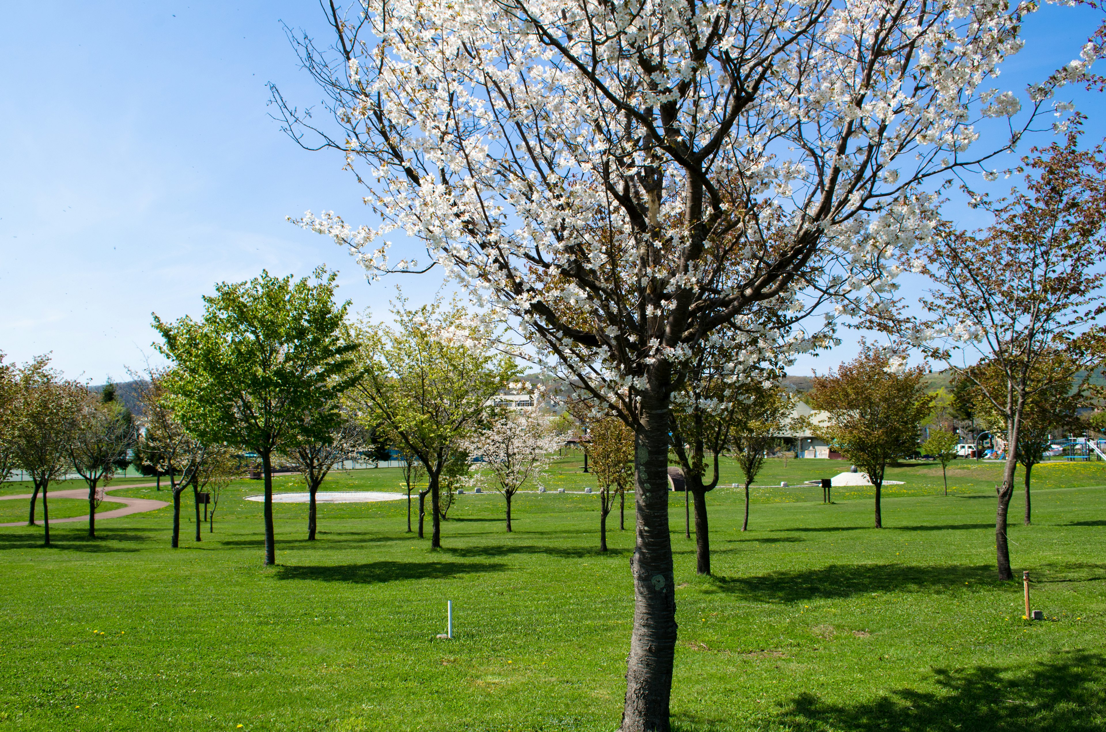 Kirschbaum blüht unter blauem Himmel mit grünem Gras